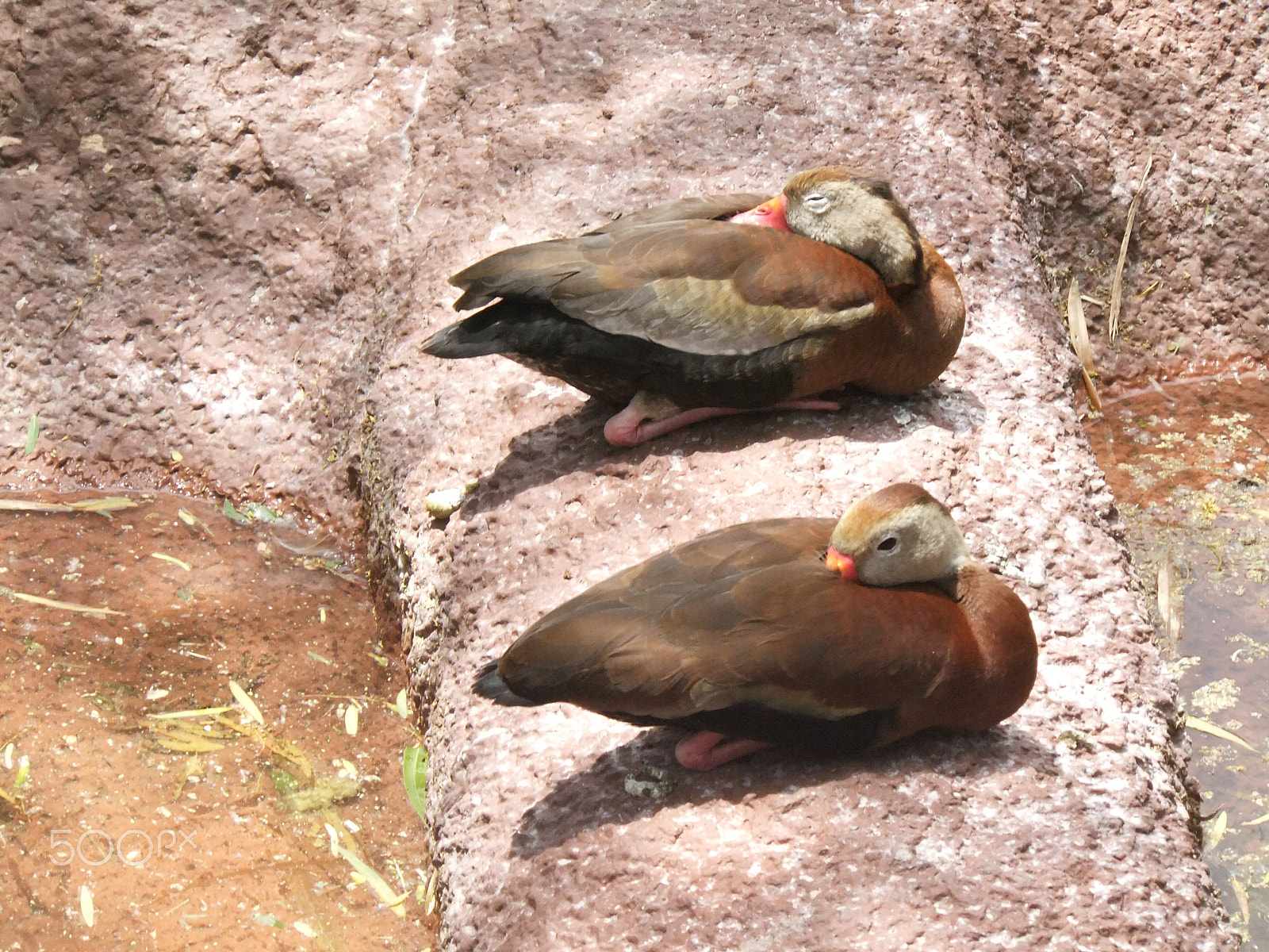 FujiFilm FinePix F300EXR (FinePix F305EXR) sample photo. Duo ducks photography