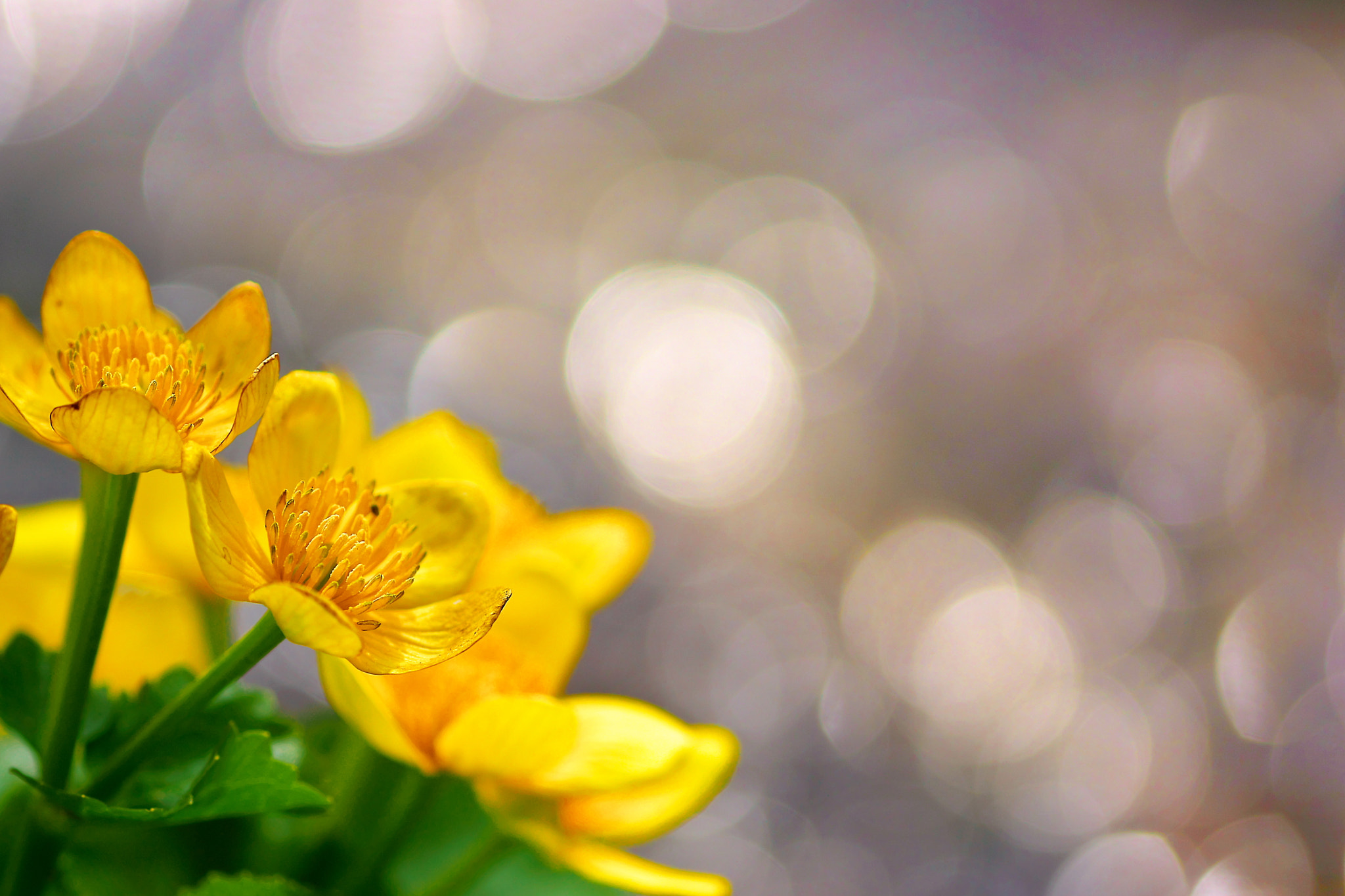 Sony SLT-A77 sample photo. Spring-annuncing flower photography