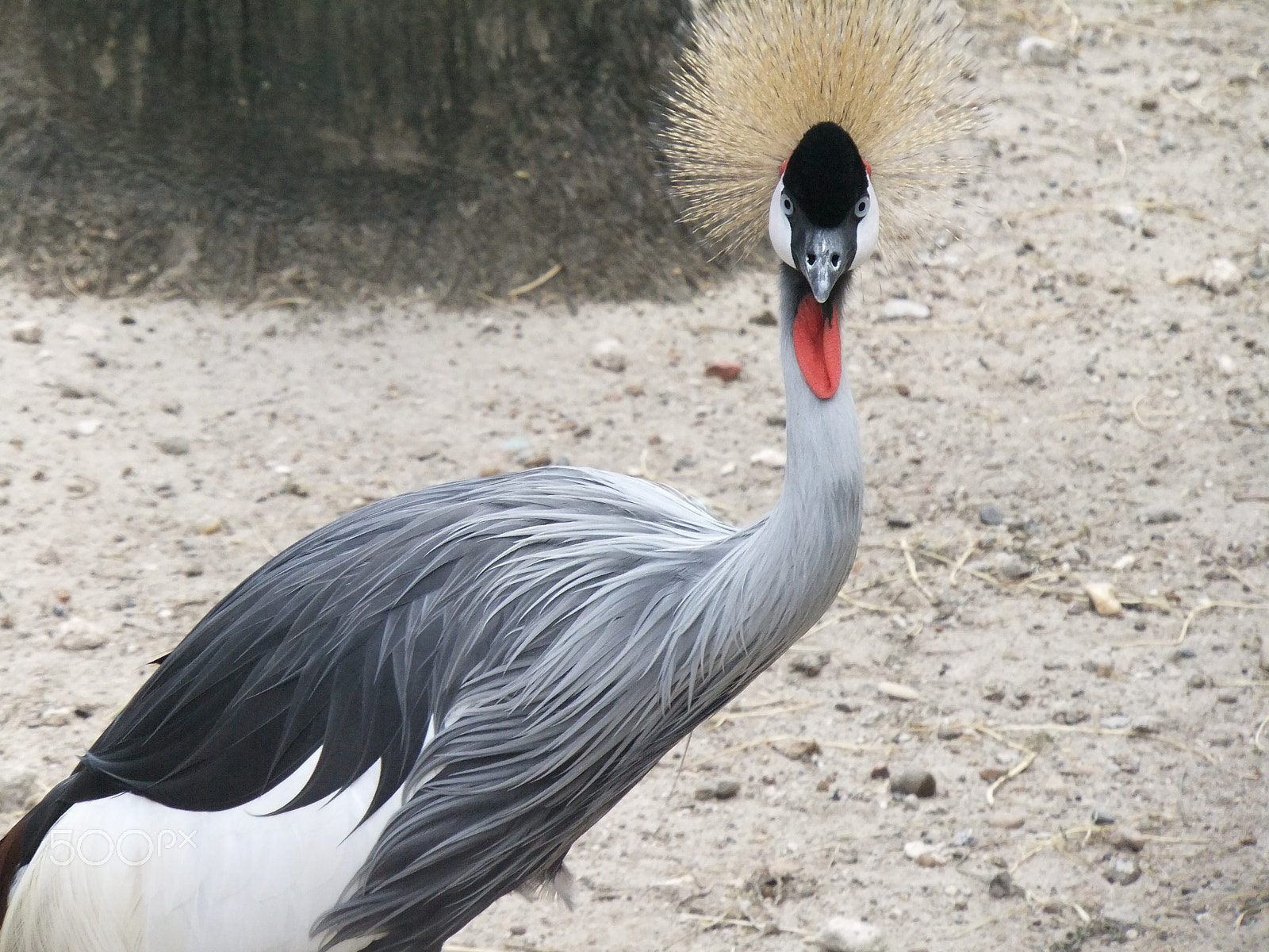 FujiFilm FinePix F300EXR (FinePix F305EXR) sample photo. Beautiful bird photography