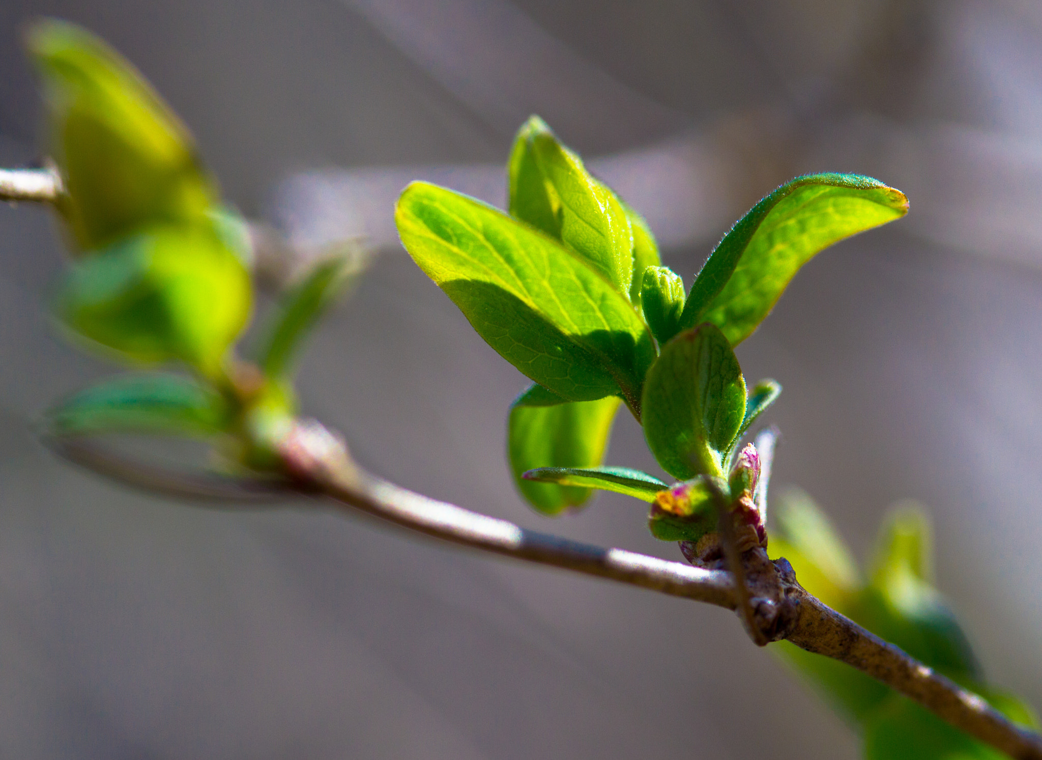 Canon EF-S 60mm F2.8 Macro USM sample photo. New leaves in the afternoon sun photography