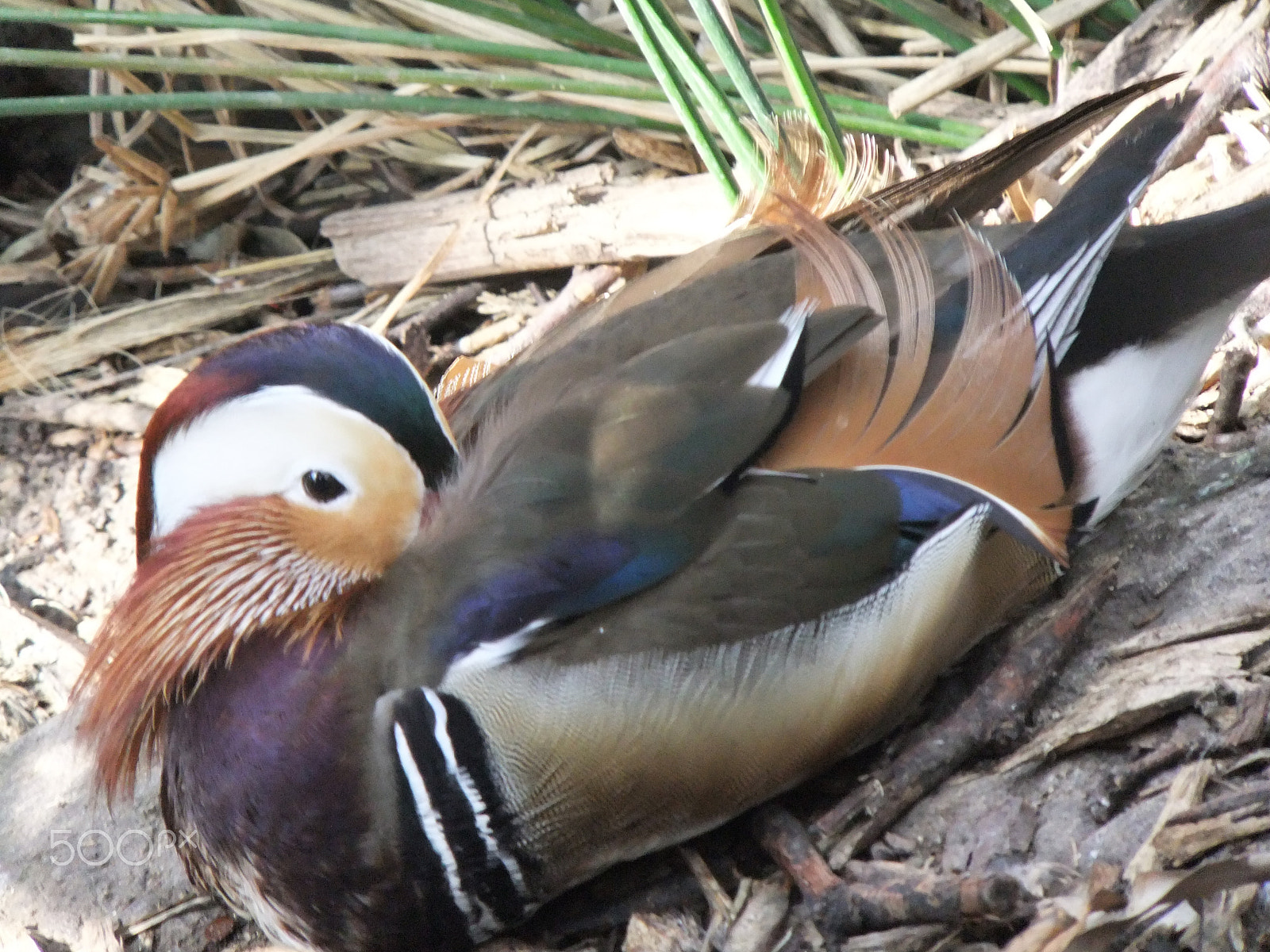 FujiFilm FinePix F300EXR (FinePix F305EXR) sample photo. Beautiful duck photography