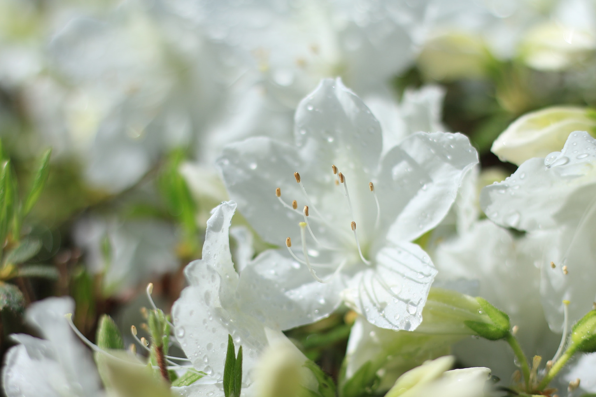 Canon EOS M + Canon EF 50mm F1.8 STM sample photo