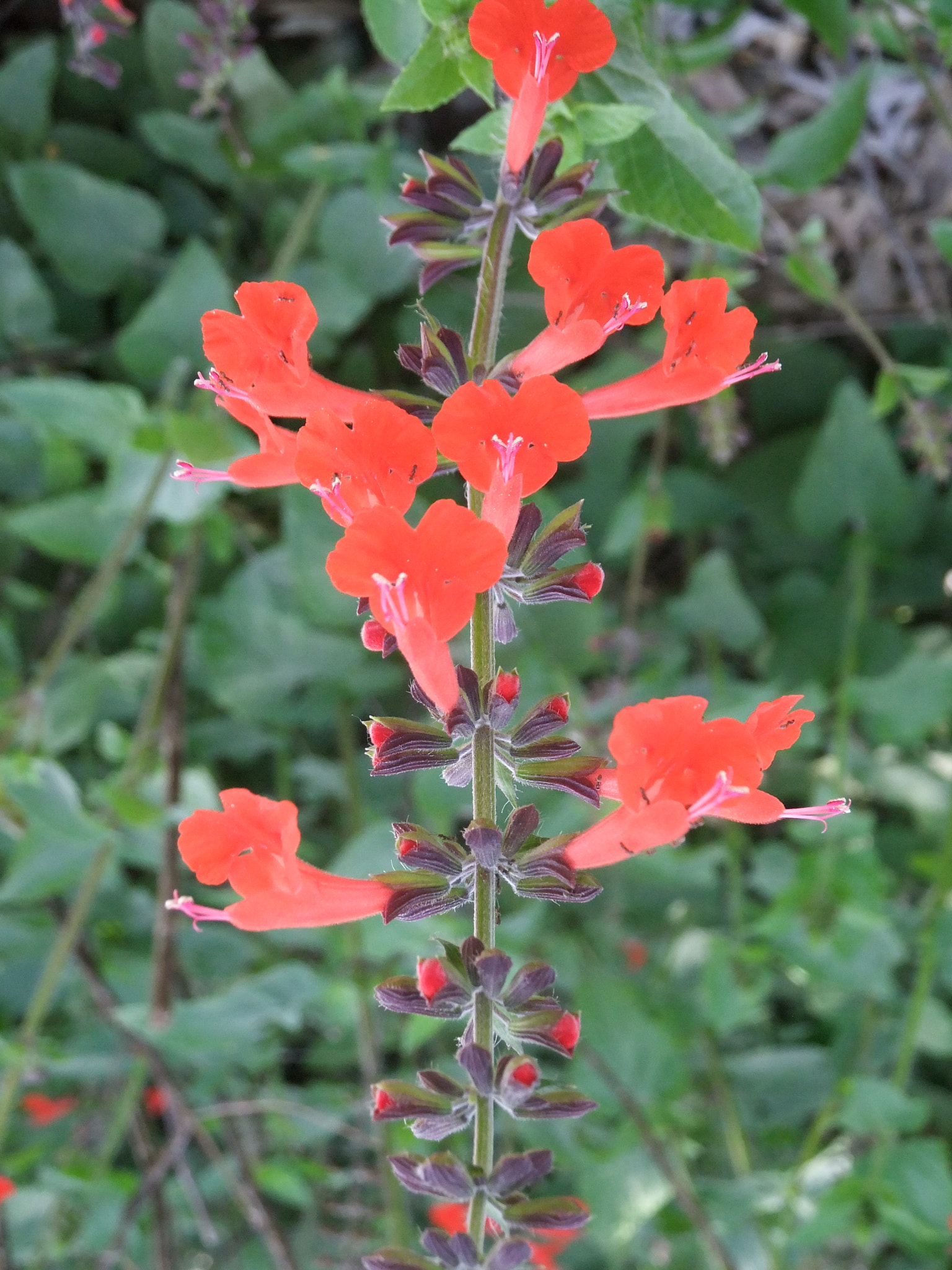 FujiFilm FinePix F300EXR (FinePix F305EXR) sample photo. Standing red flowers photography