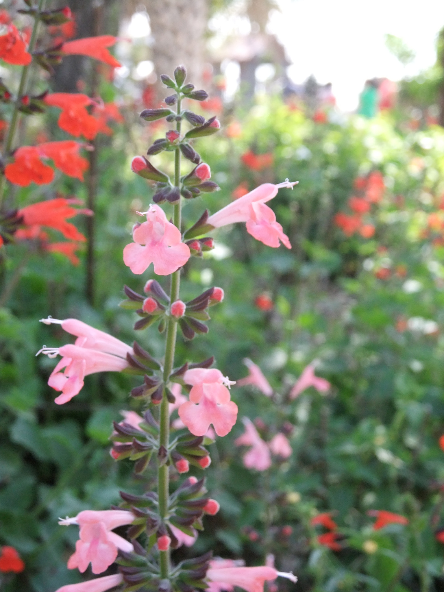 FujiFilm FinePix F300EXR (FinePix F305EXR) sample photo. Standing pink flowers photography