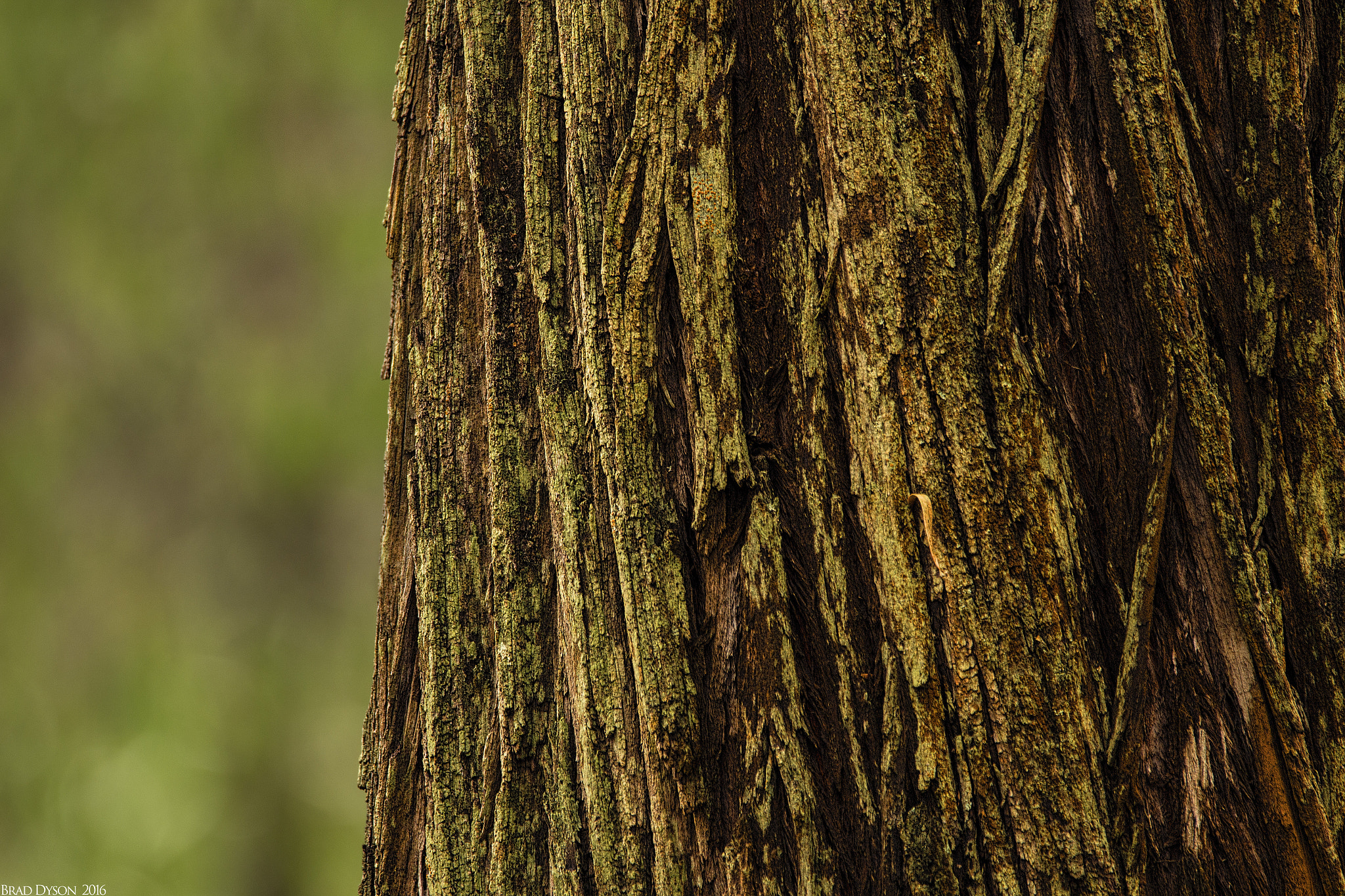Sigma 150-600mm F5-6.3 DG OS HSM | C sample photo