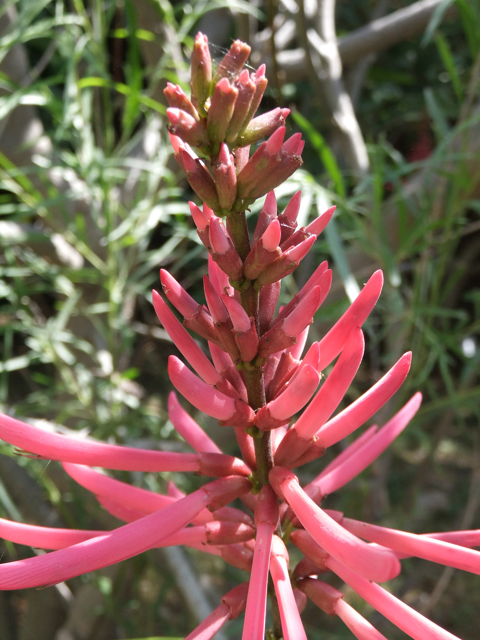 FujiFilm FinePix F300EXR (FinePix F305EXR) sample photo. Hanging red long flower photography