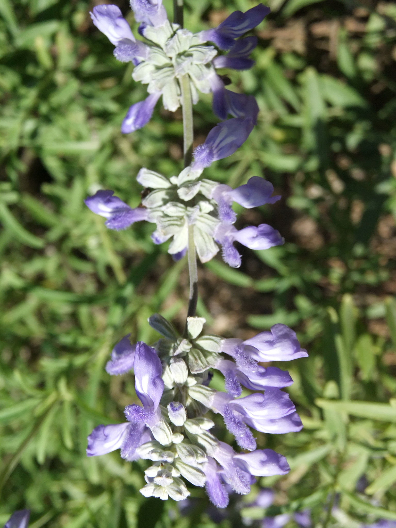 FujiFilm FinePix F300EXR (FinePix F305EXR) sample photo. Hanging blue flower photography