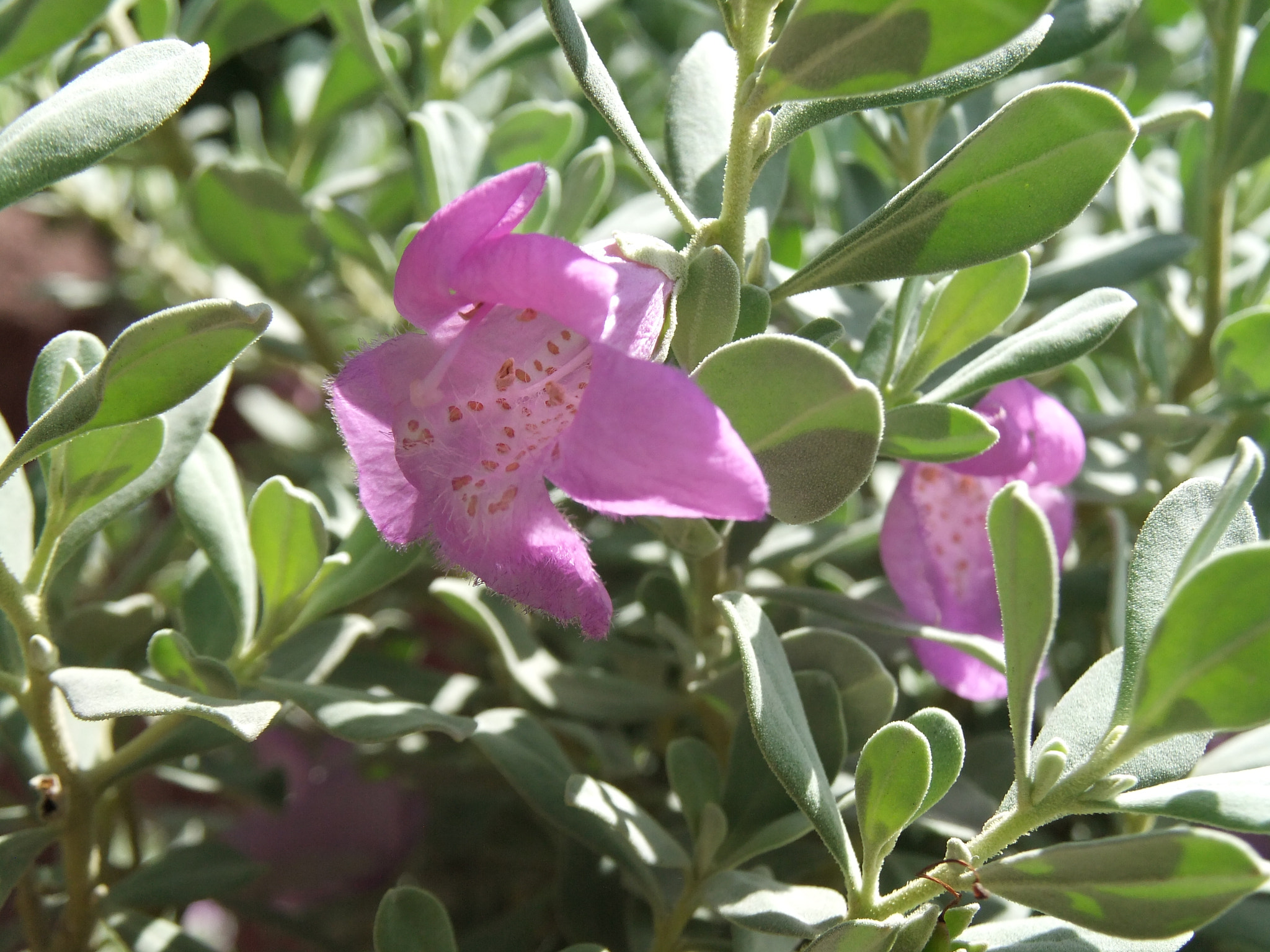 FujiFilm FinePix F300EXR (FinePix F305EXR) sample photo. Purple flower photography