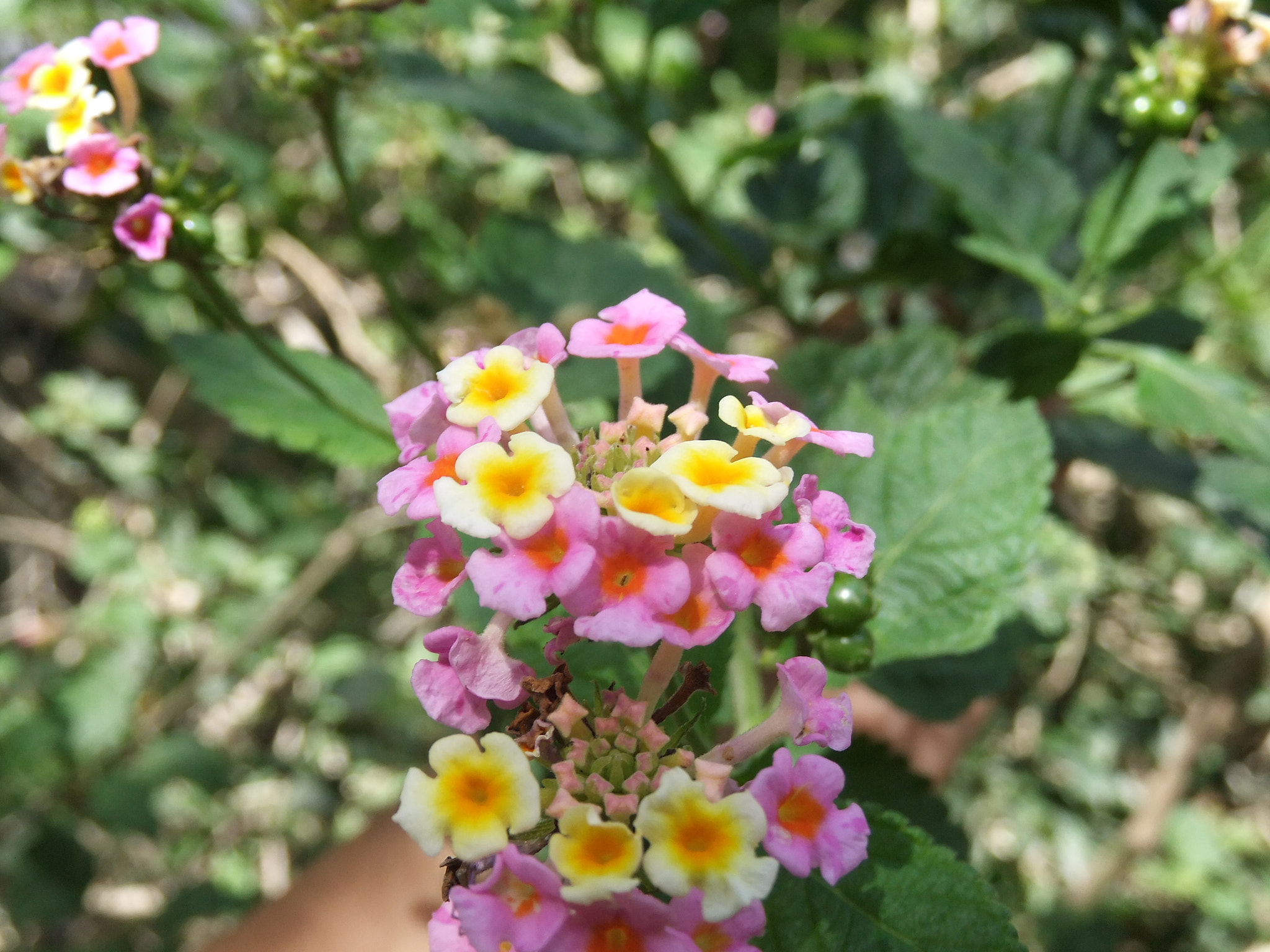 FujiFilm FinePix F300EXR (FinePix F305EXR) sample photo. Beautiful bunched flowers photography