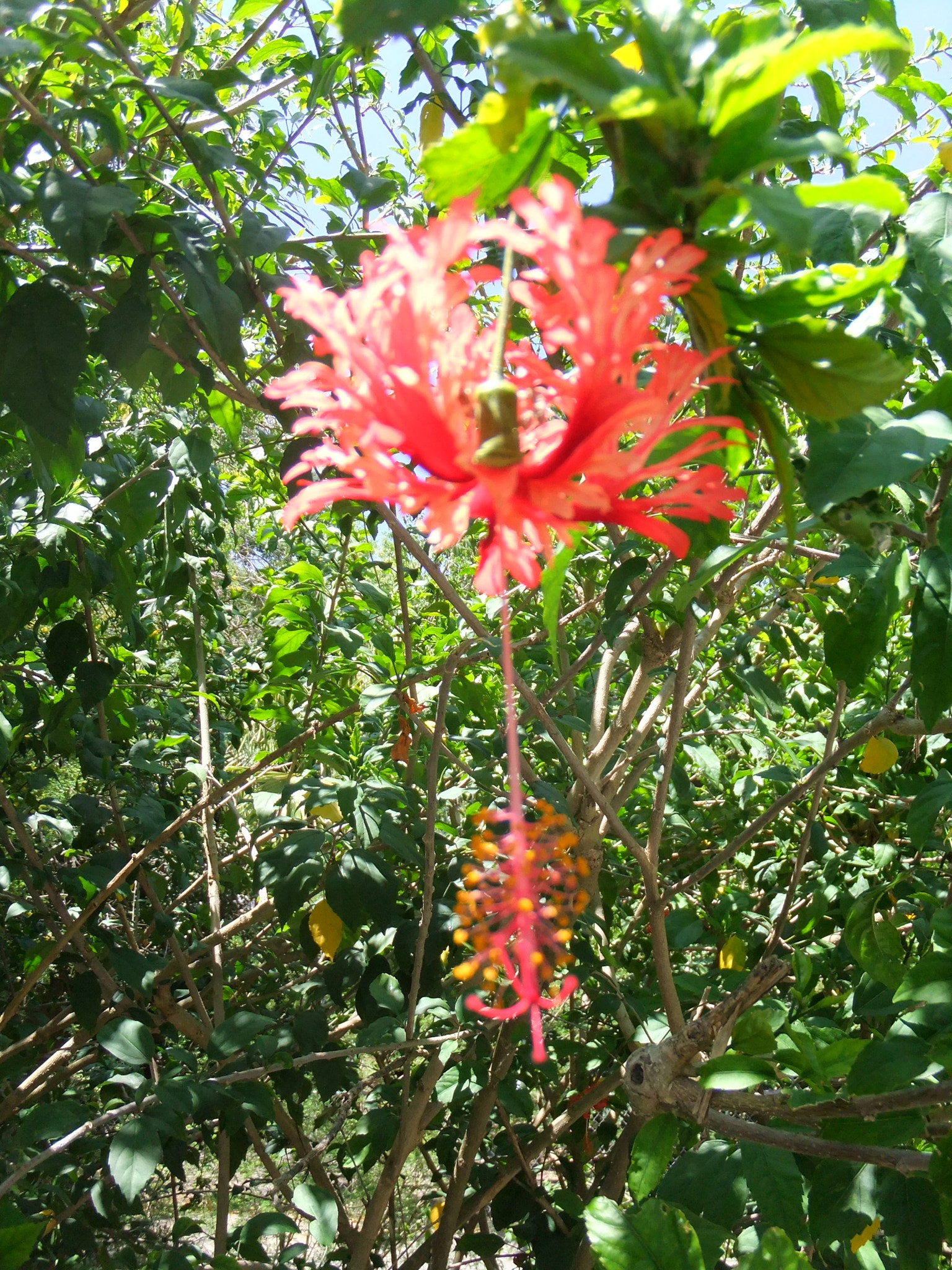 FujiFilm FinePix F300EXR (FinePix F305EXR) sample photo. Hanging red flower photography