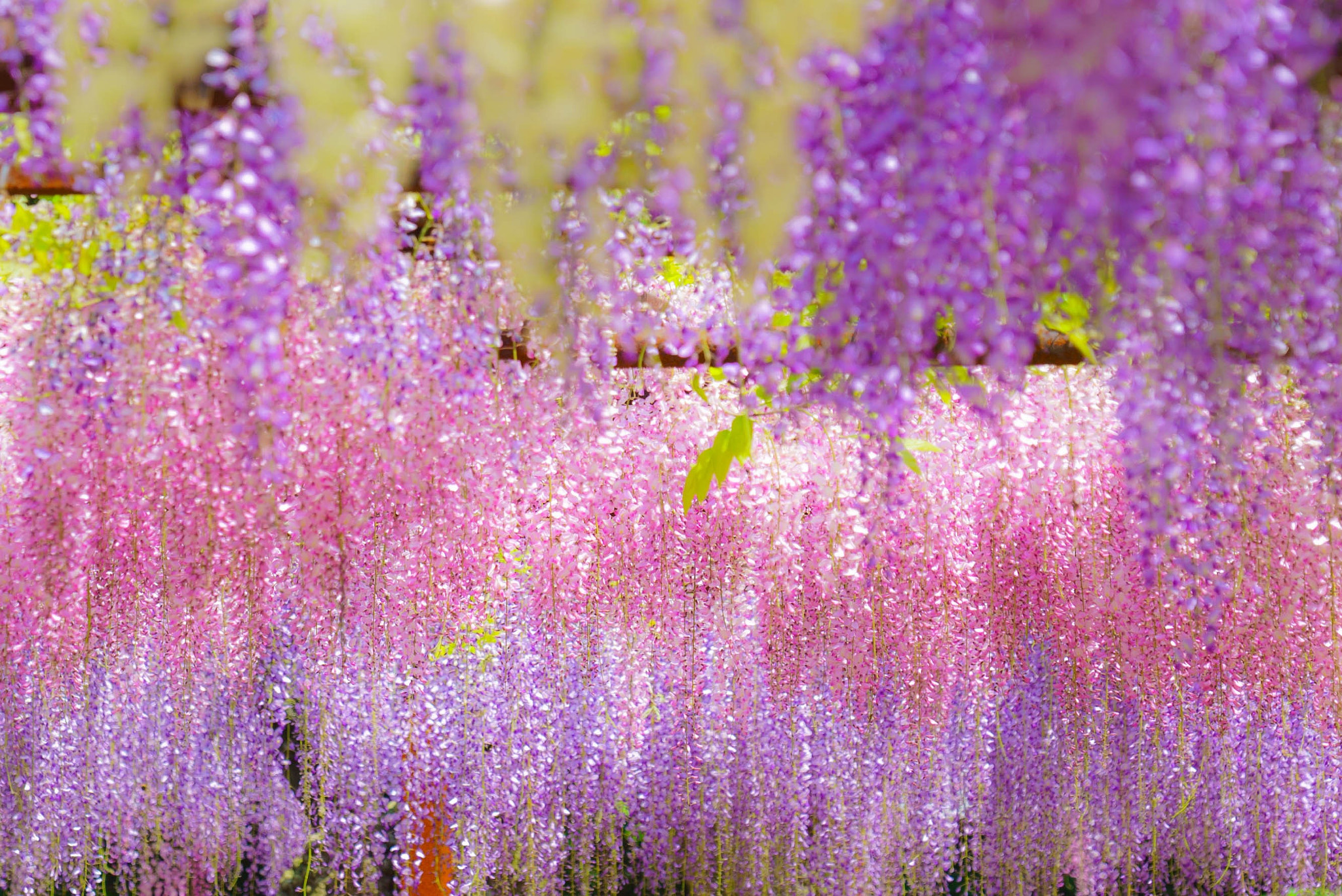 Sony FE 70-300mm F4.5-5.6 G OSS sample photo. Wisteria curtain photography