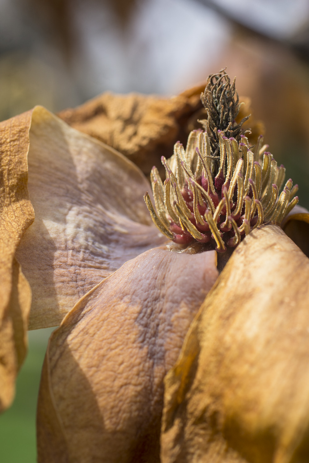 Sony a6000 + Canon EF 50mm F2.5 Macro sample photo. The daily percyscope 025 photography