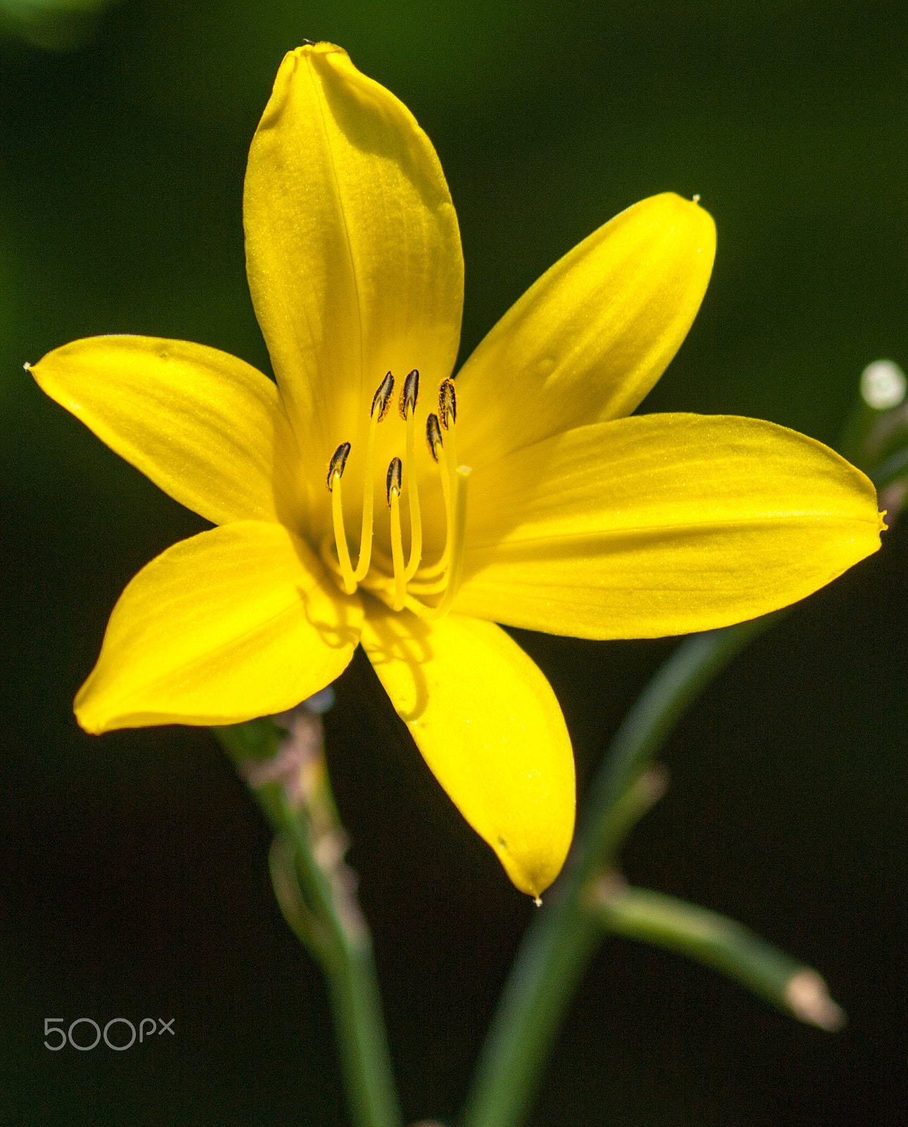 Olympus E-620 (EVOLT E-620) sample photo. Mellow yellow photography