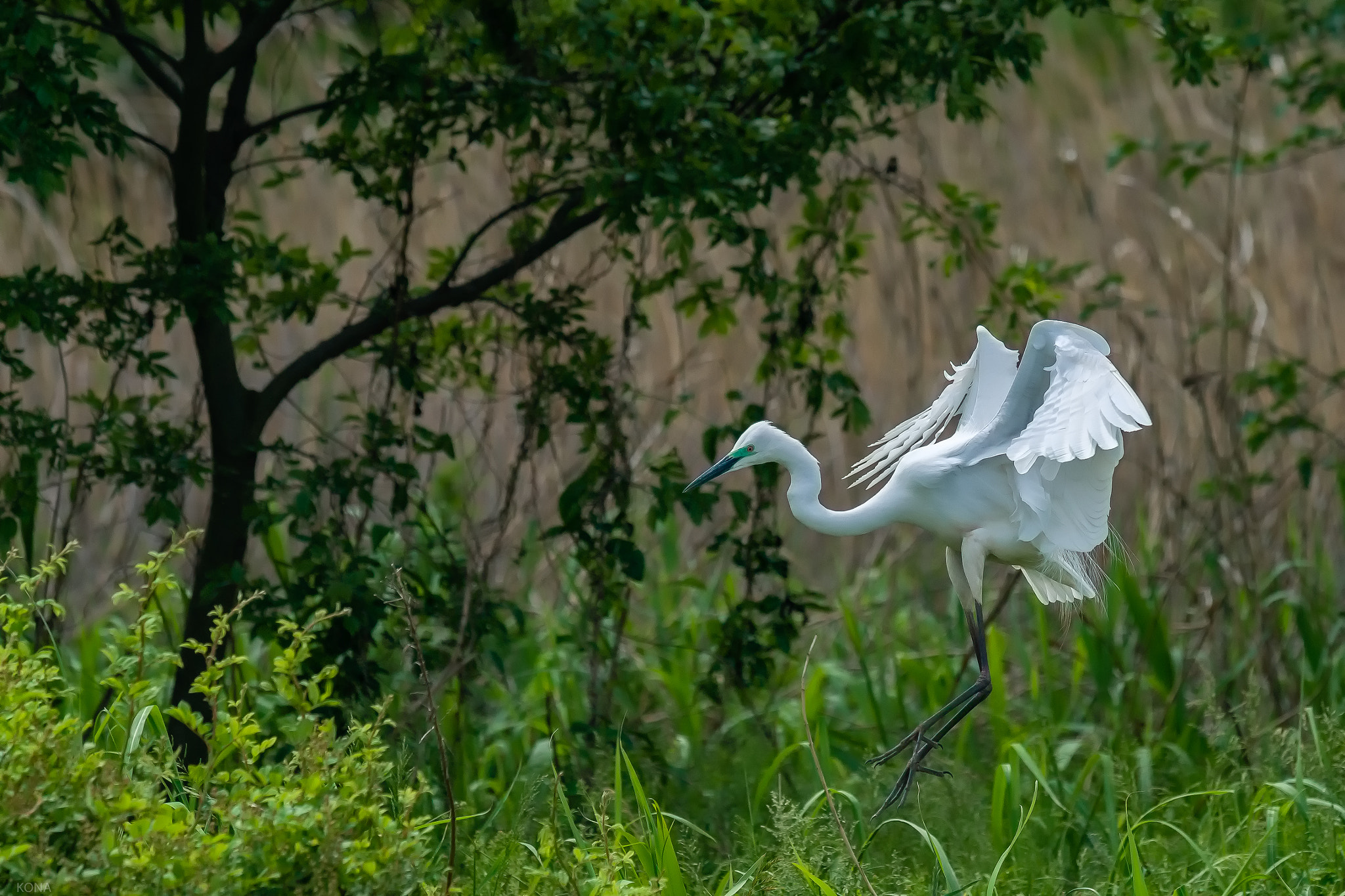 Nikon AF-S Nikkor 400mm F2.8G ED VR II sample photo. Sagi photography