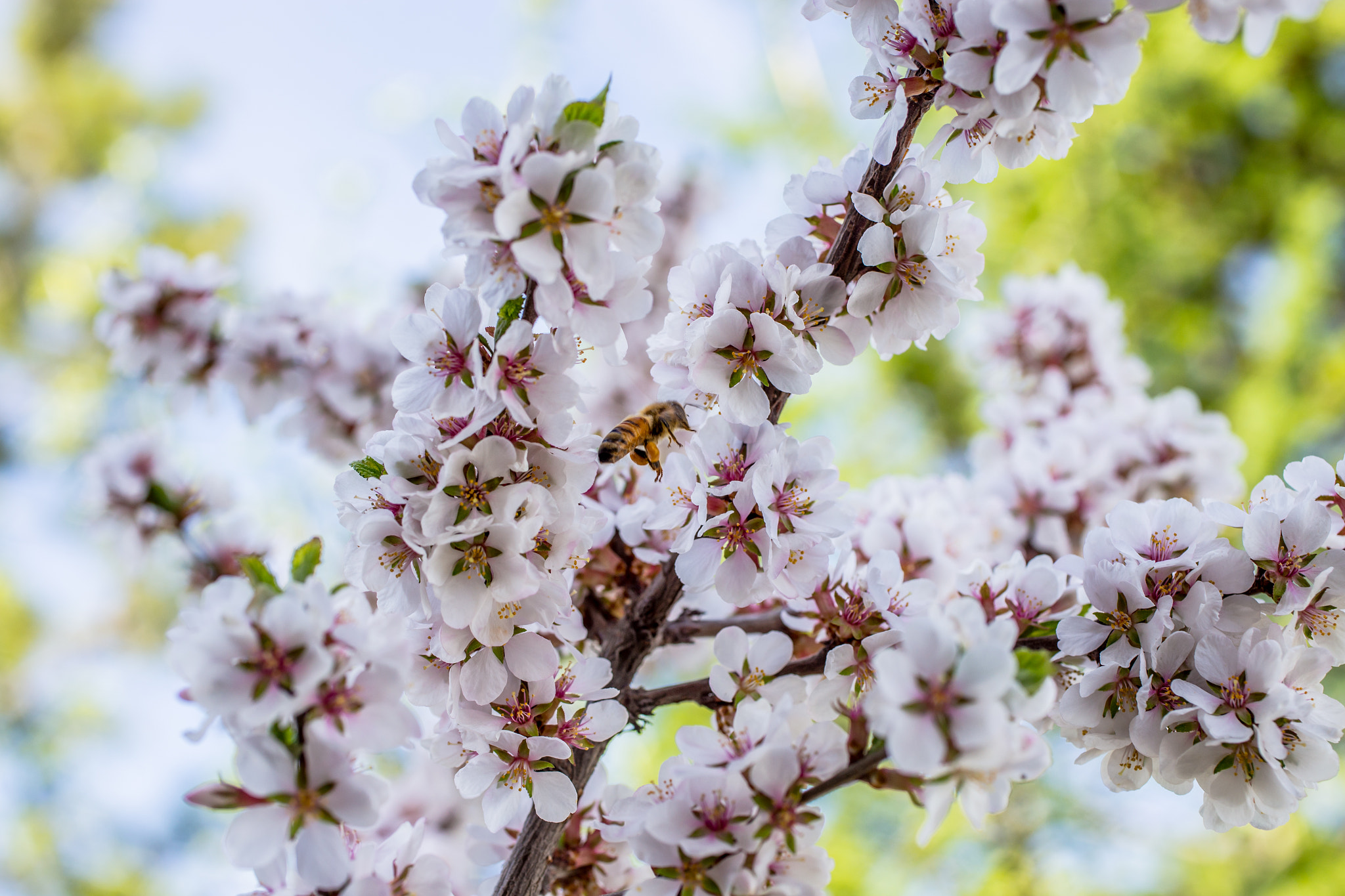 Canon EOS 6D + Canon EF 50mm F2.5 Macro sample photo. Visitor photography