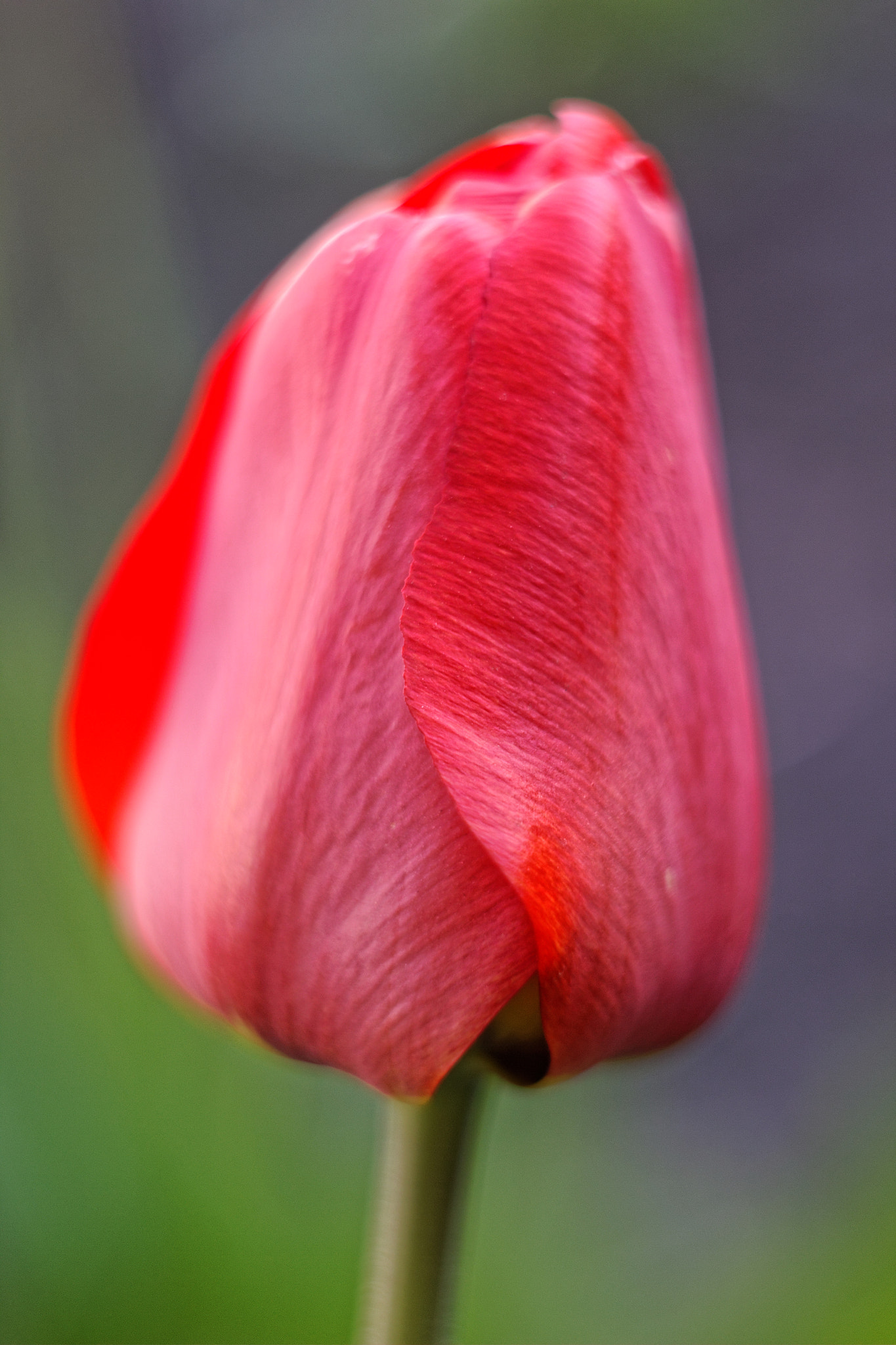 Canon EF 28-80mm f/3.5-5.6 sample photo. Texture photography