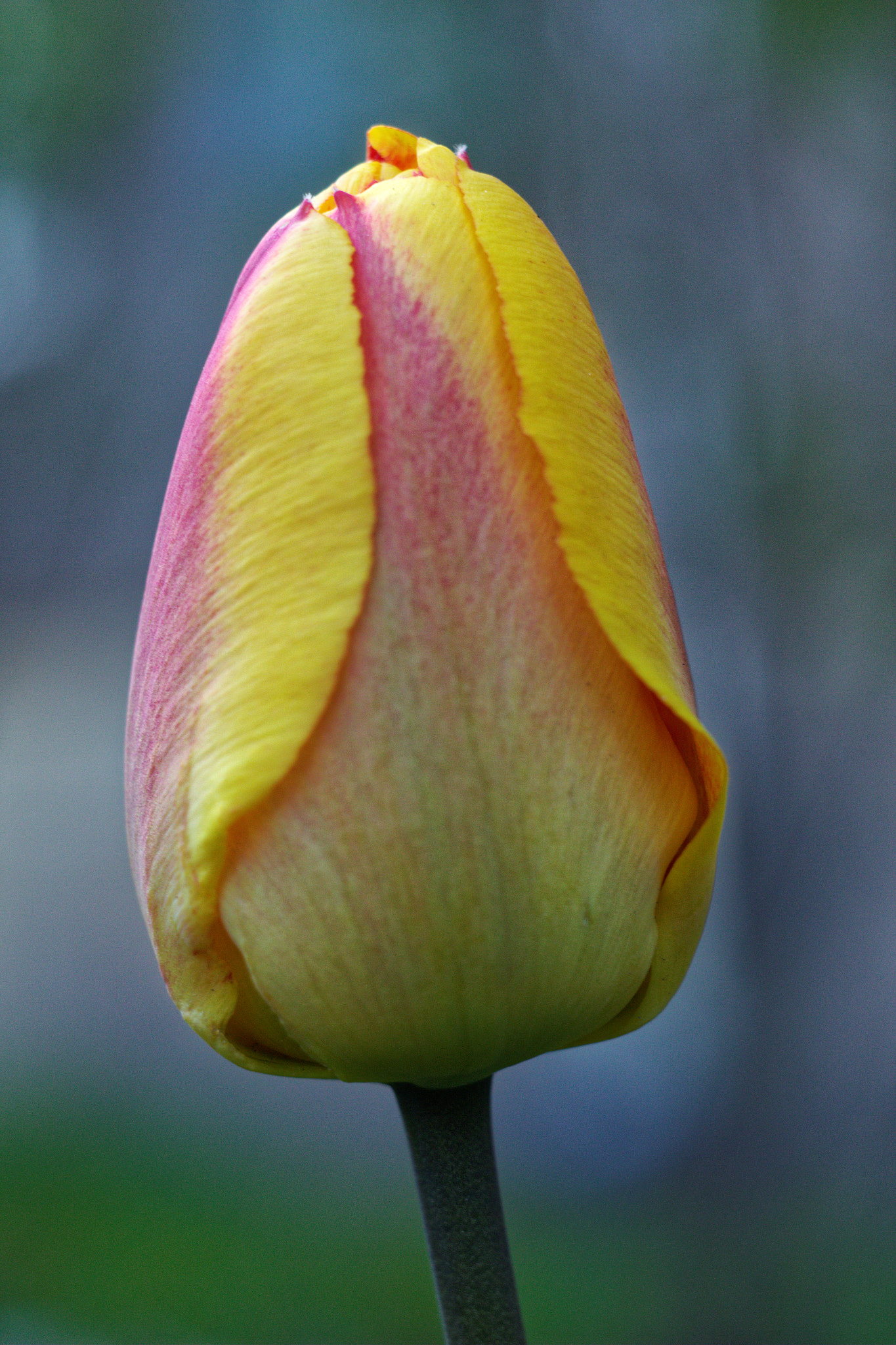 Canon EF 28-80mm f/3.5-5.6 sample photo. сolor strength photography