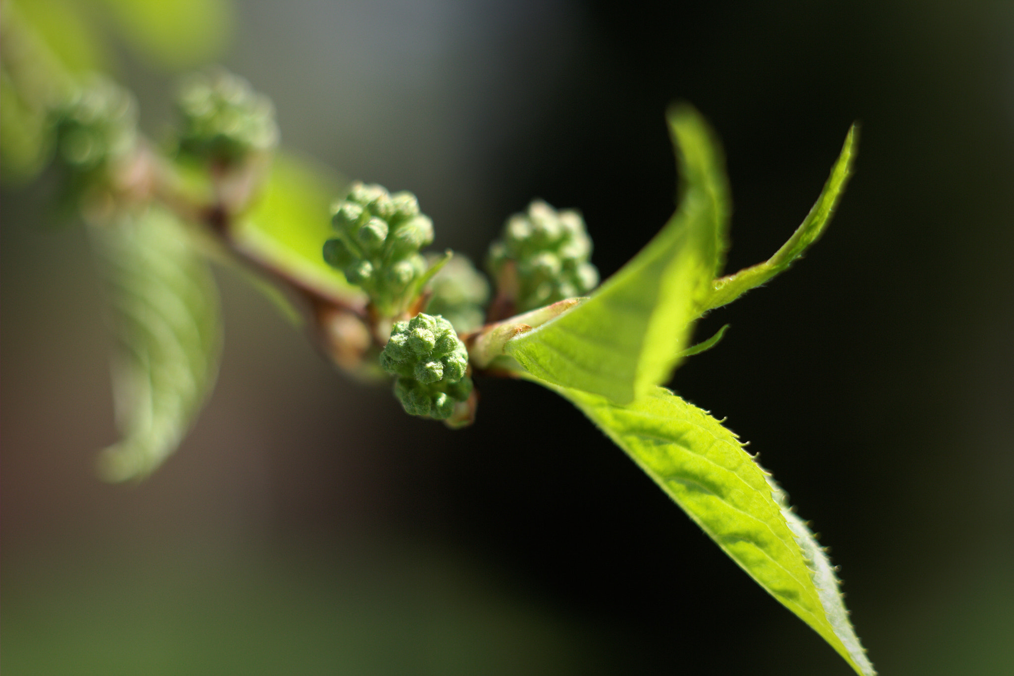 Canon EF 28-80mm f/3.5-5.6 sample photo. Life force photography