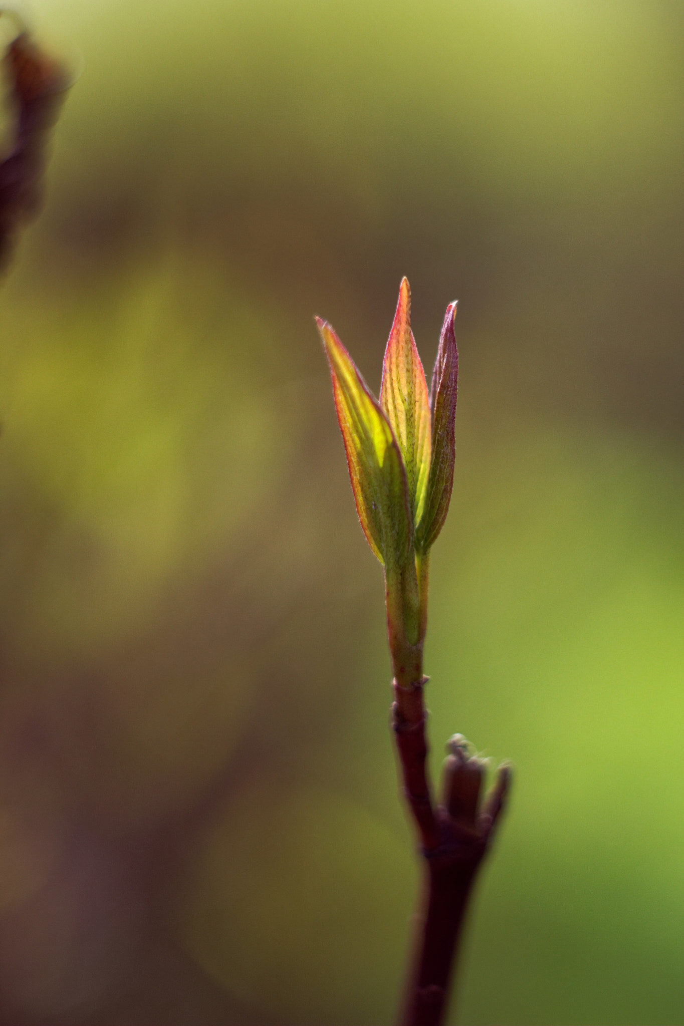 Canon EF 28-80mm f/3.5-5.6 sample photo. Spring energy photography