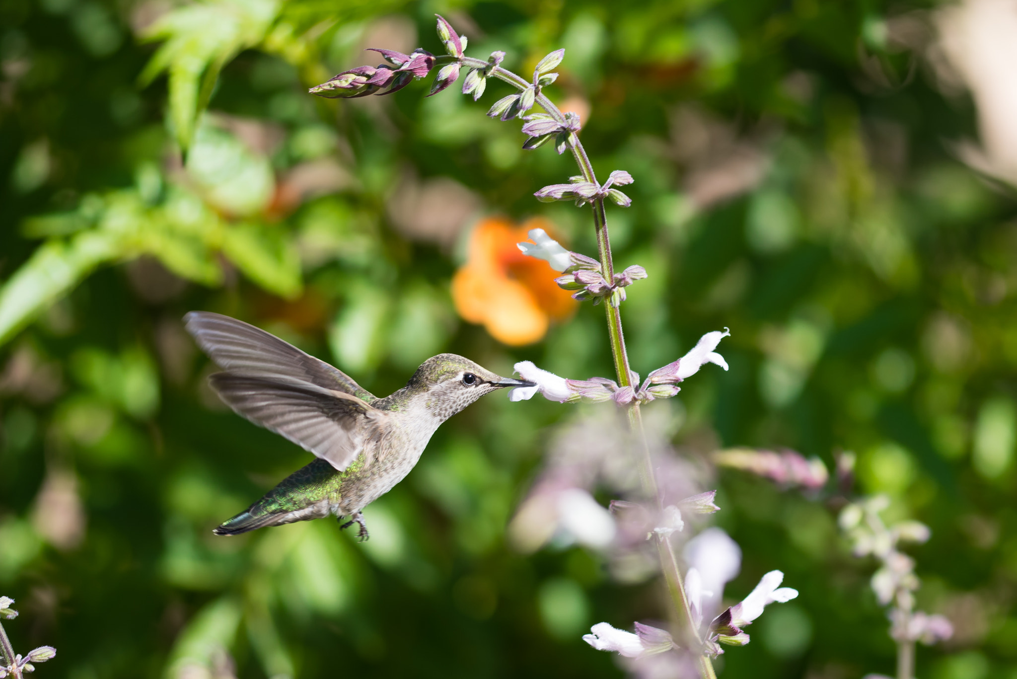 Sigma 150mm F2.8 EX DG Macro HSM sample photo. Hummingbird photography