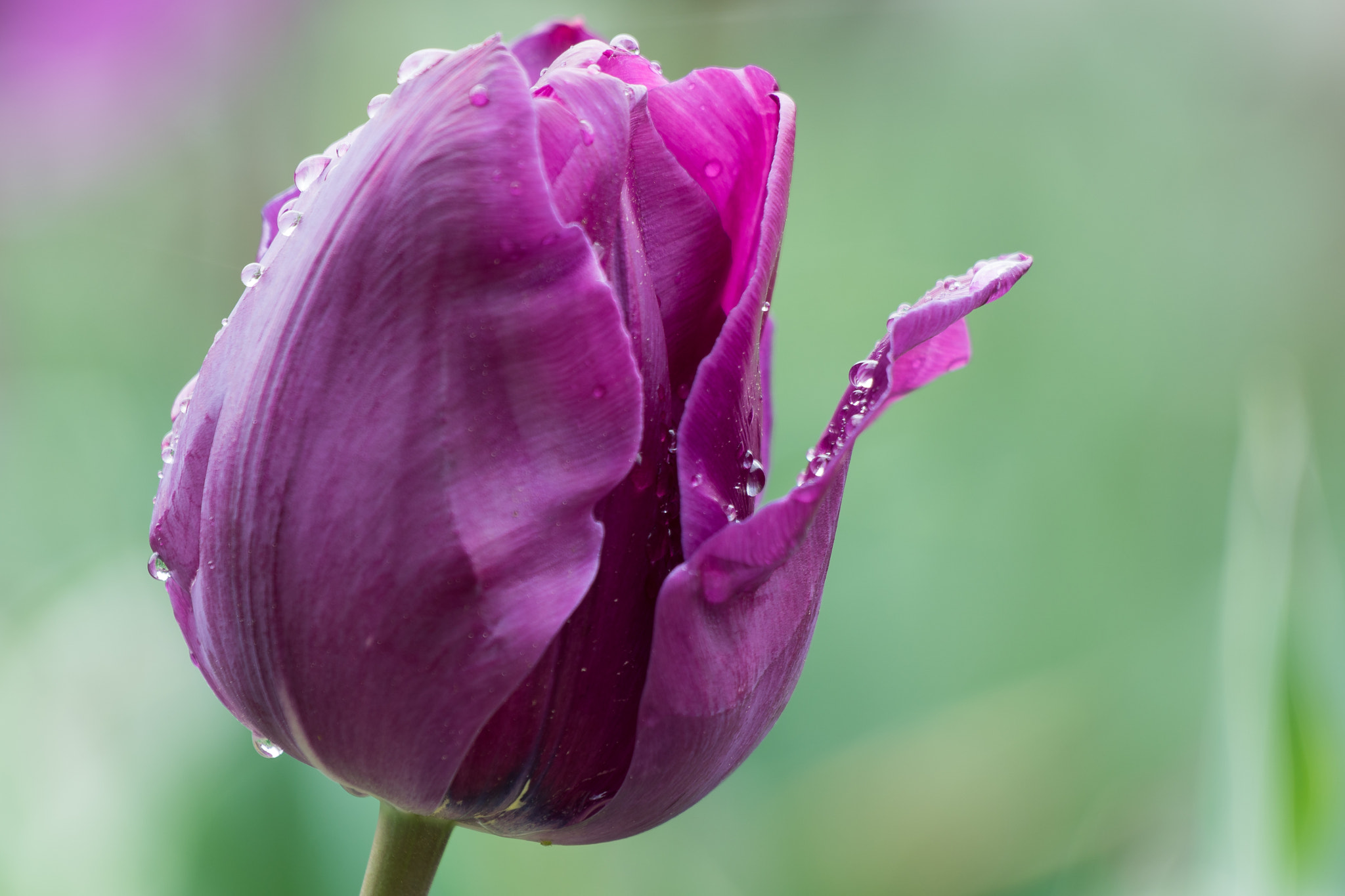 Sony 70-400mm F4-5.6 G SSM II sample photo. Tulip at maymont photography