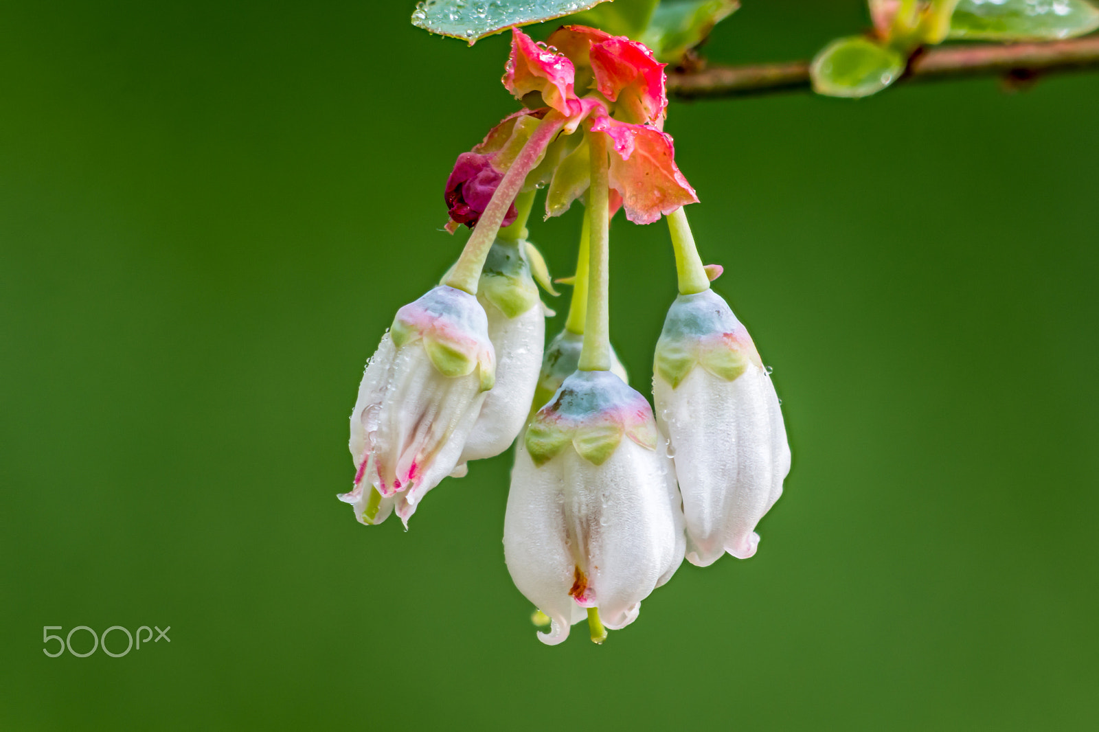 Canon EF 180mm F3.5L Macro USM sample photo. Blue berry flower photography