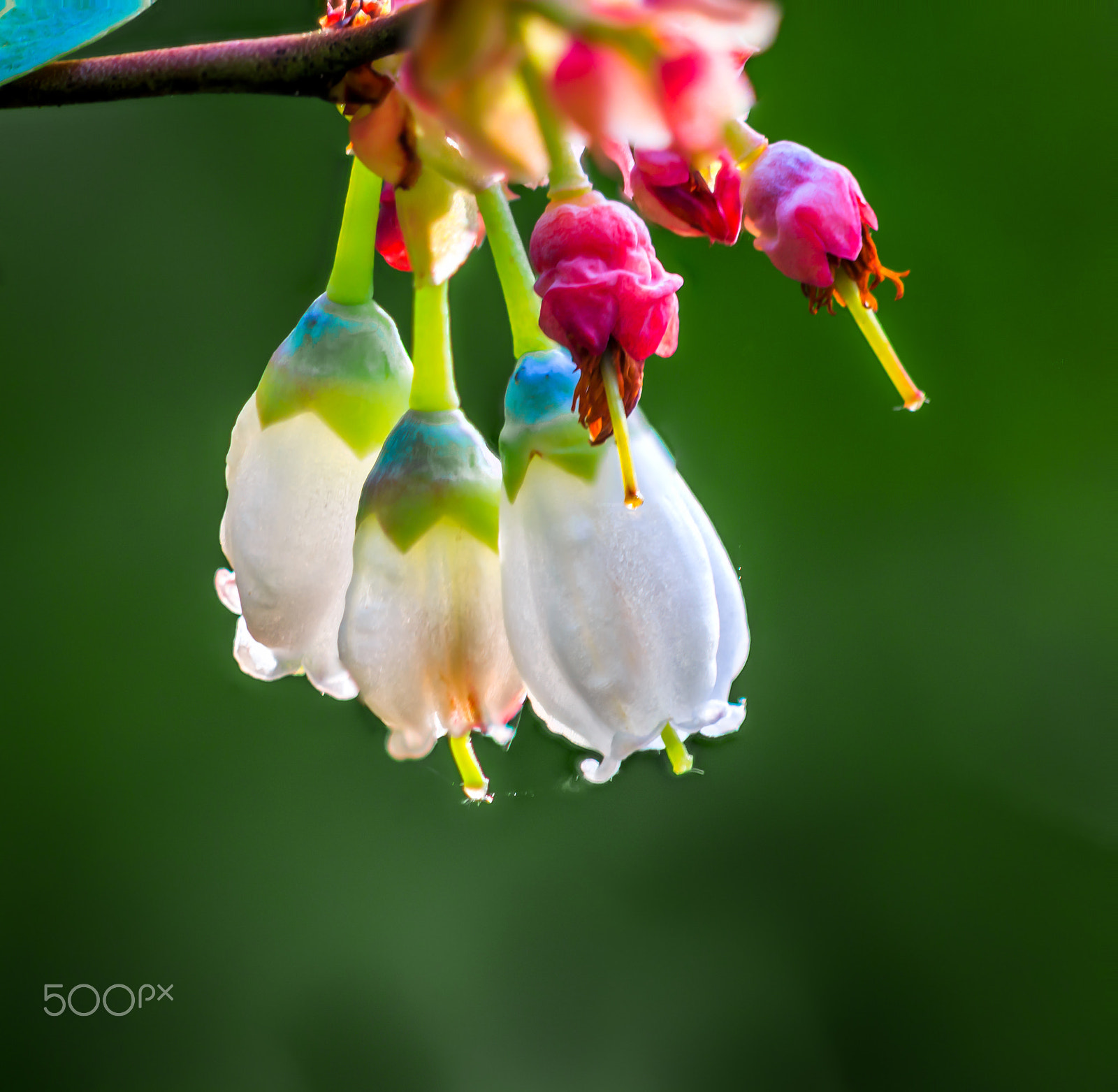 Canon EF 180mm F3.5L Macro USM sample photo. Blue berry flower photography
