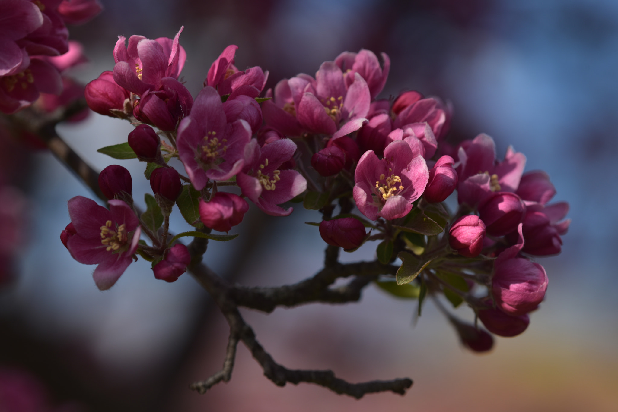 Nikon D810 + Nikon AF Micro-Nikkor 200mm F4D ED-IF sample photo. Minnesota landscape arboretum photography