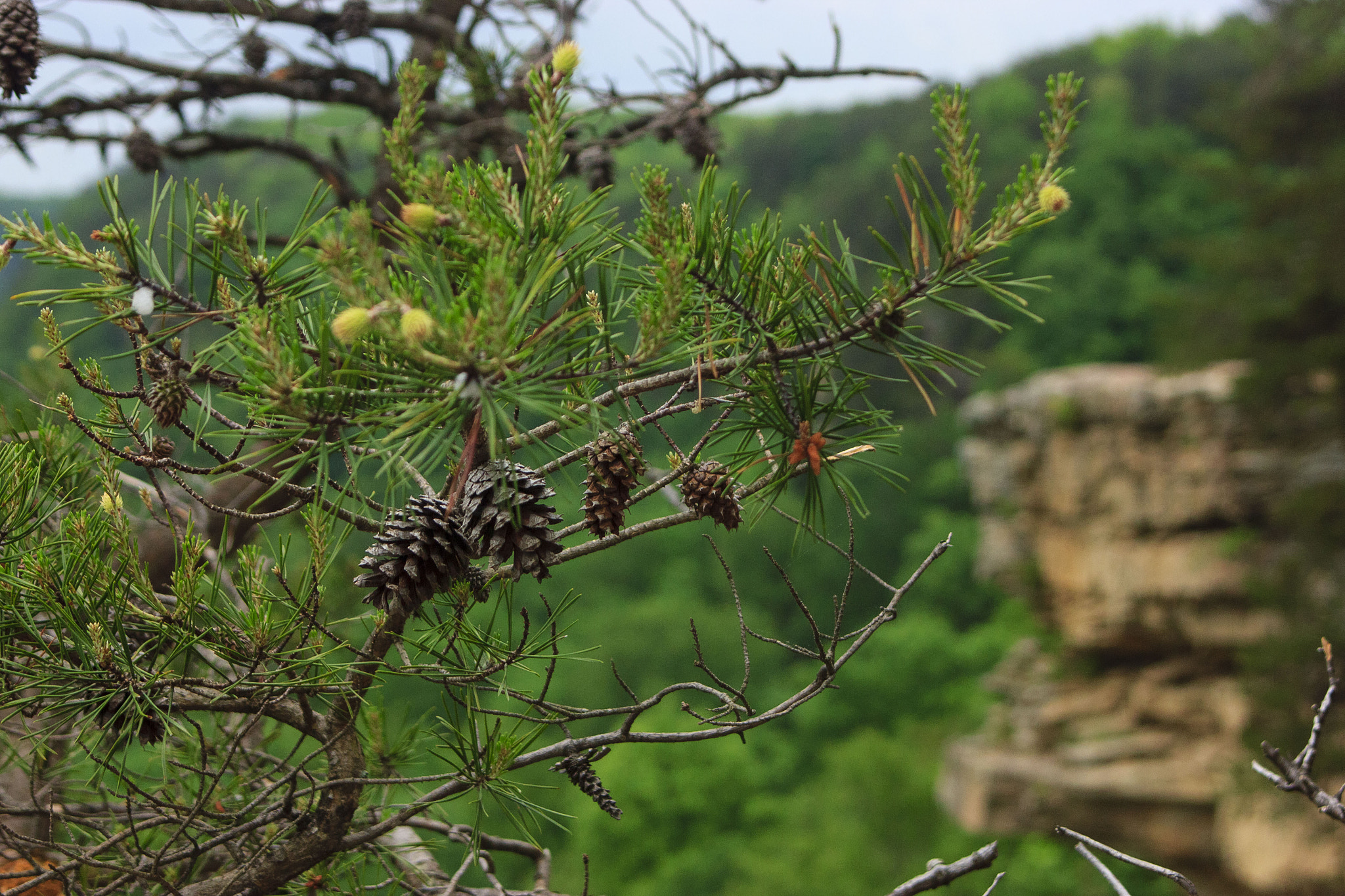 Canon EF 35-80mm f/4-5.6 sample photo. Pines over a bluff photography