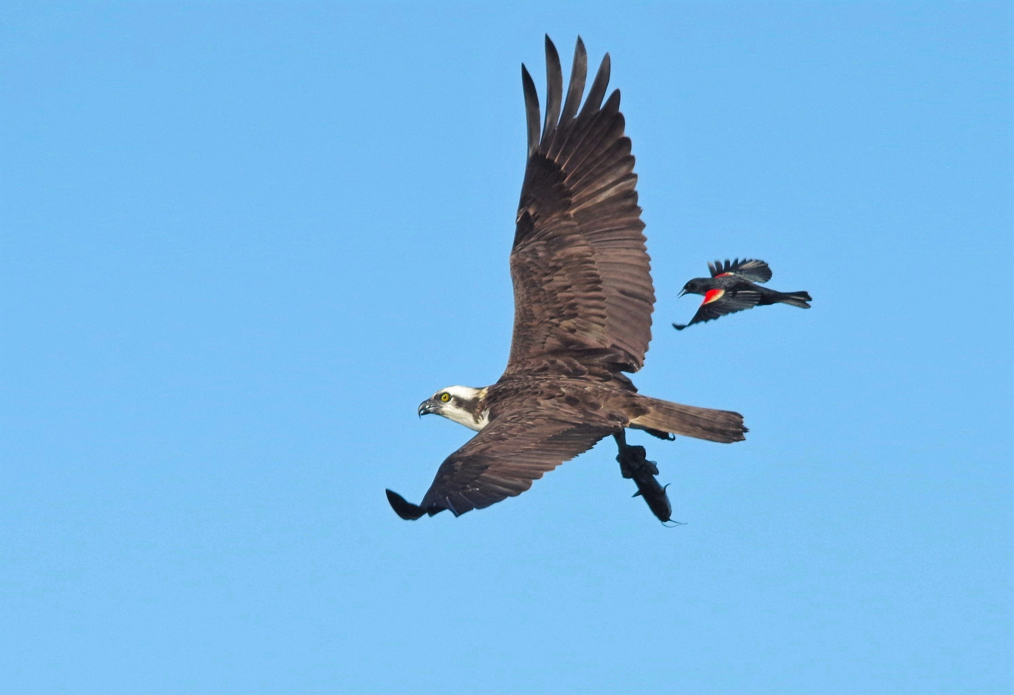 Pentax K-30 + Sigma 150-500mm F5-6.3 DG OS HSM sample photo. Red-winged blackbird airspace photography