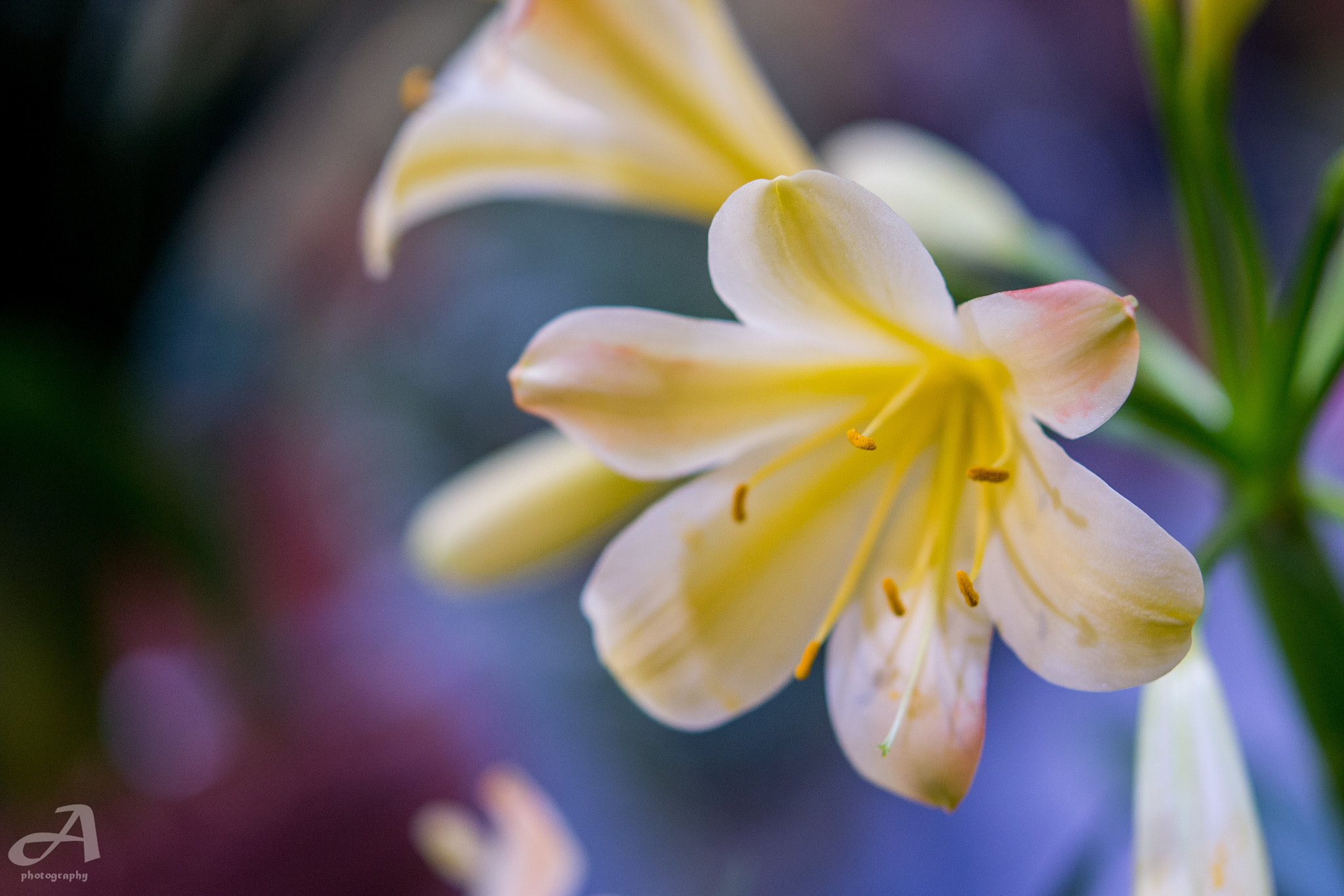 Nikon AF-S Micro-Nikkor 60mm F2.8G ED sample photo. Yellow flower. photography