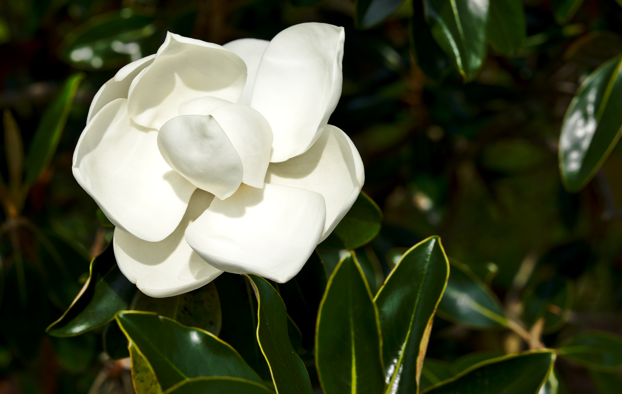 ZEISS Otus 85mm F1.4 sample photo. Flowering magnolia i photography