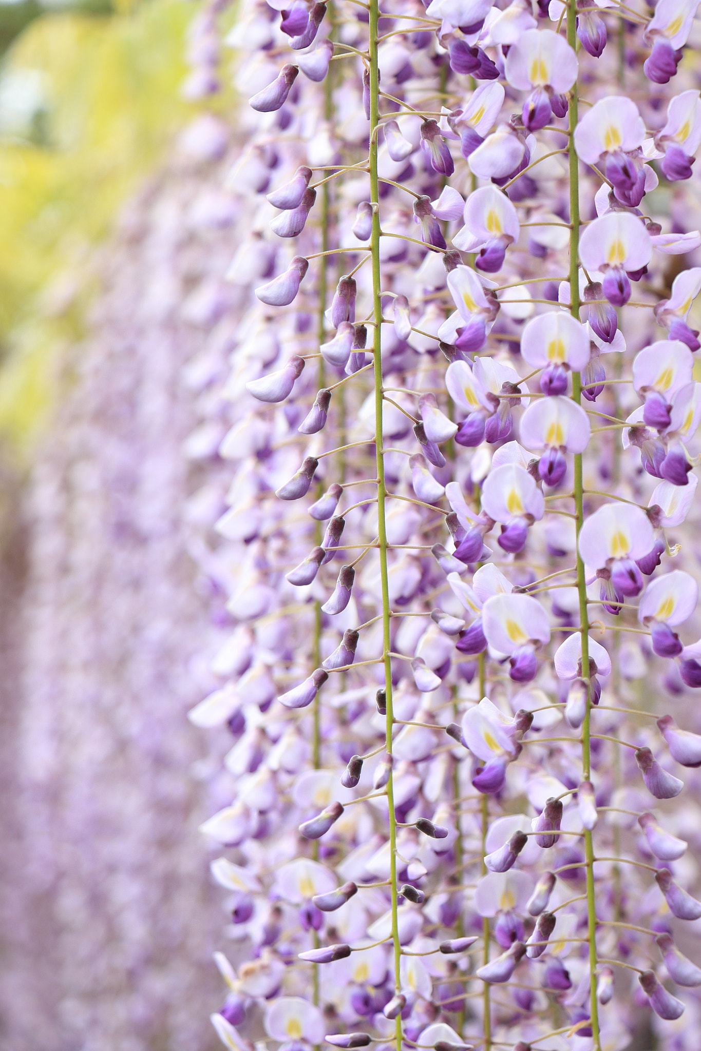 Canon EOS 700D (EOS Rebel T5i / EOS Kiss X7i) sample photo. Wisteria photography