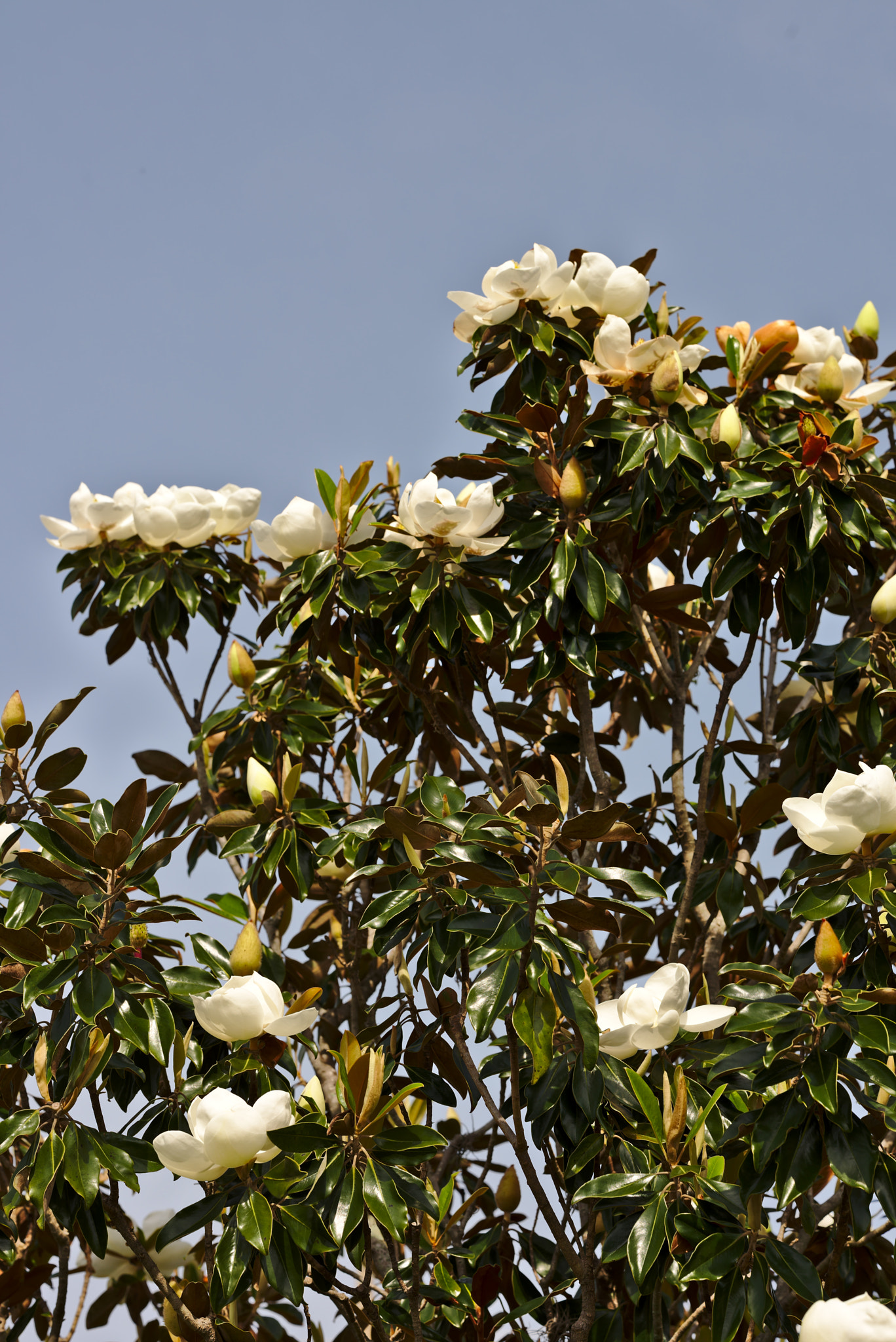 ZEISS Otus 85mm F1.4 sample photo. Flowering magnolia ii photography