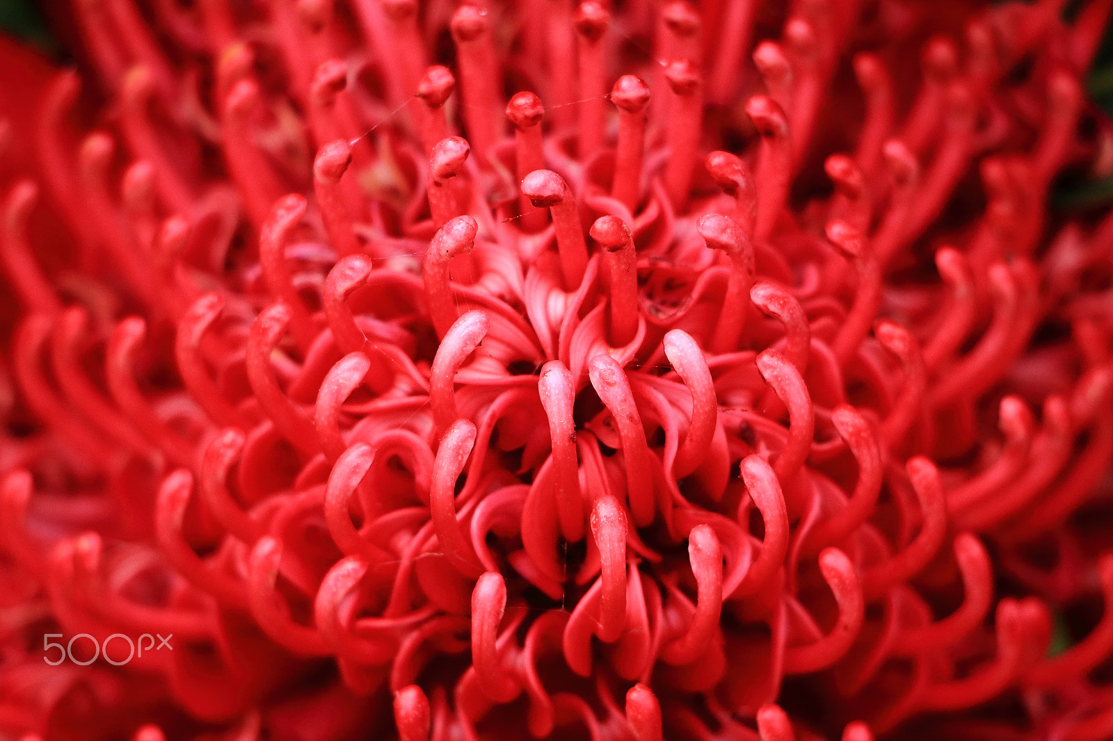 Canon EOS 700D (EOS Rebel T5i / EOS Kiss X7i) sample photo. Red tropical flower photography