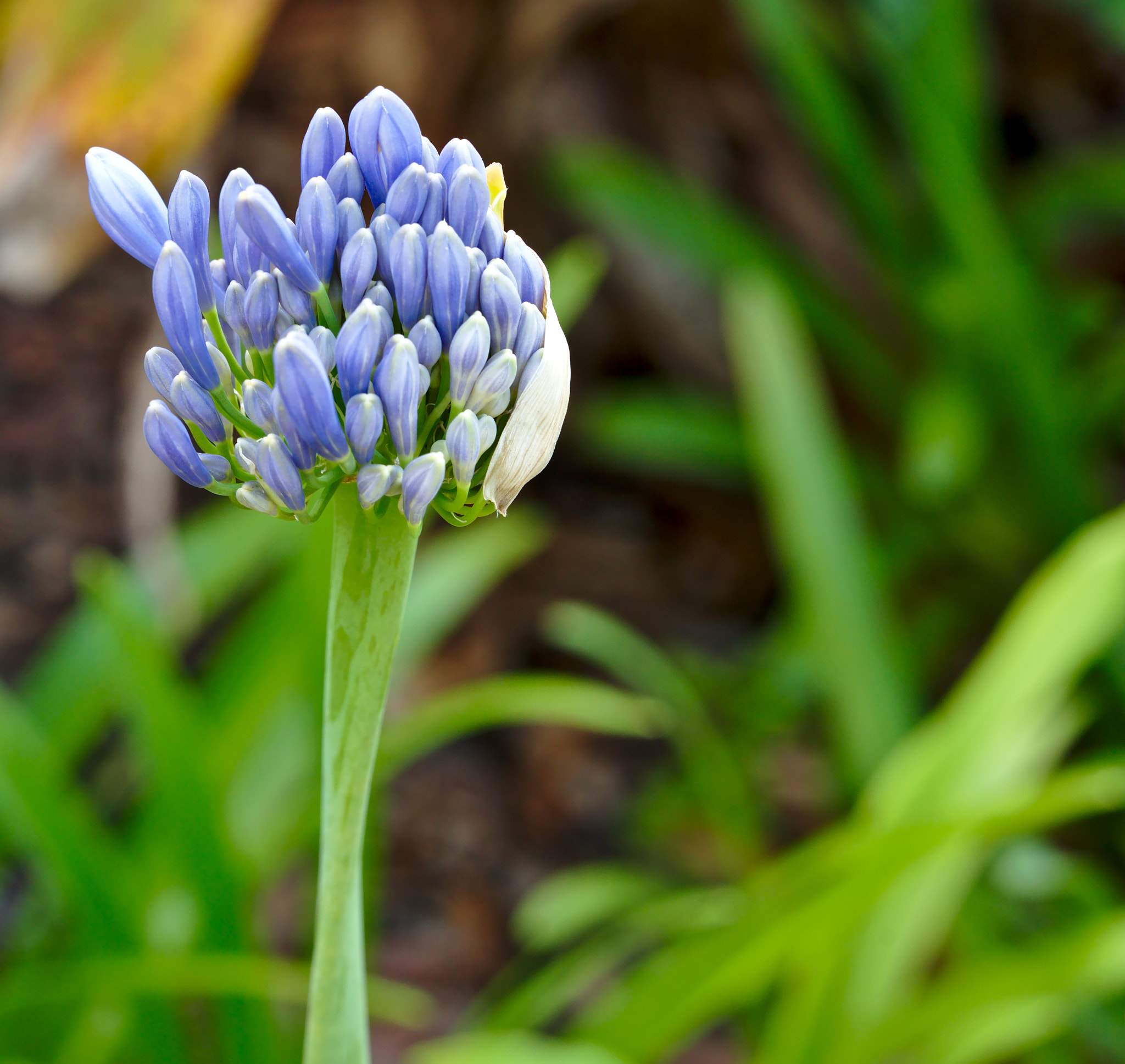 ZEISS Otus 85mm F1.4 sample photo. Purple flower about to blossom photography