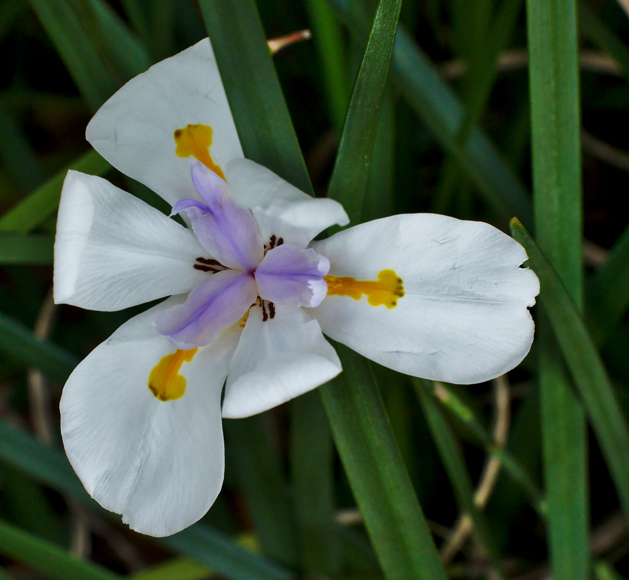 Nikon D810 + Manual Lens No CPU sample photo. Lovely african iris photography