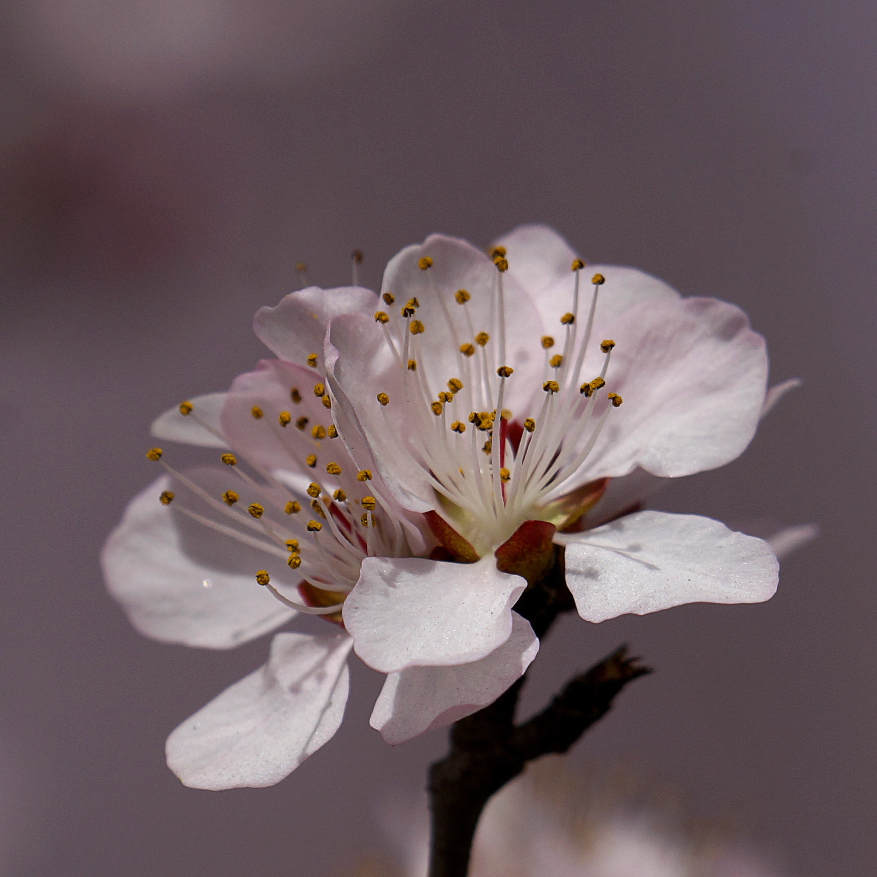 Sony a99 II + Sony 70-400mm F4-5.6 G SSM II sample photo. 山桃花 photography