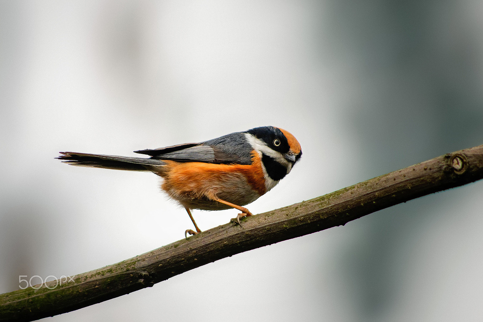 smc PENTAX-DA L 55-300mm F4-5.8 ED sample photo. Walker photography