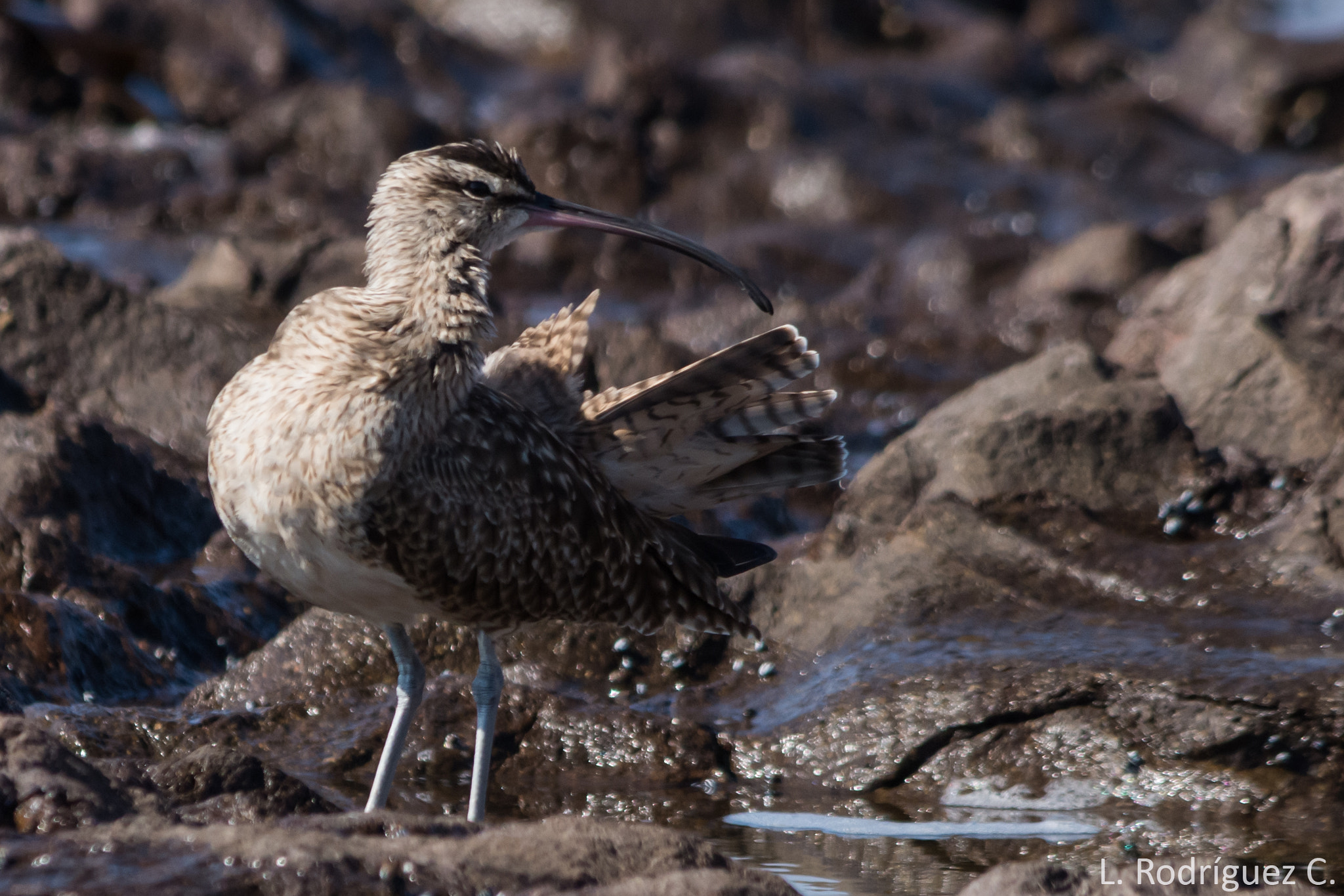 smc PENTAX-DA L 55-300mm F4-5.8 ED sample photo. Zarapito - whimbrel photography