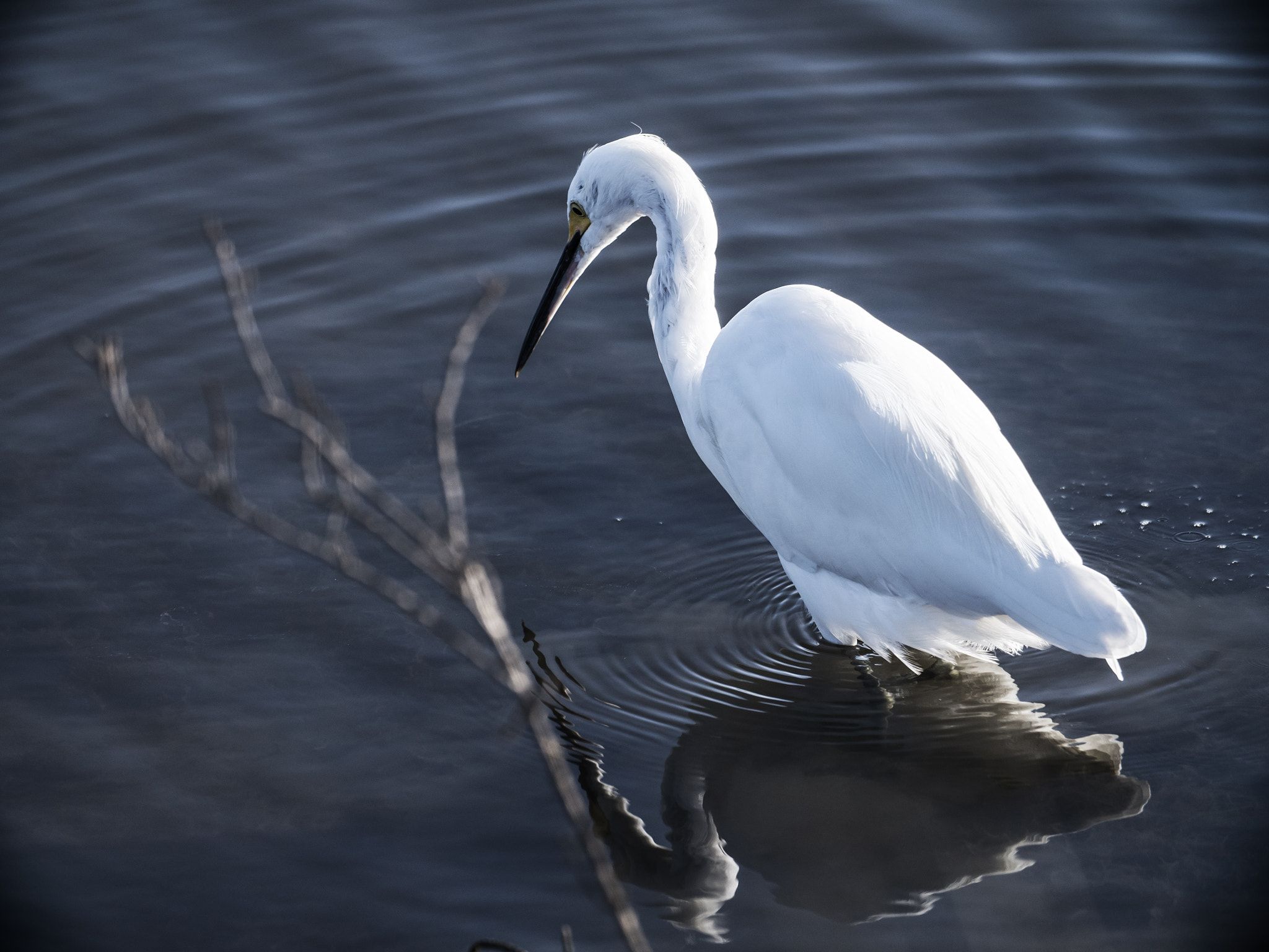 Panasonic Lumix DMC-GH4 sample photo. Heron hunting photography