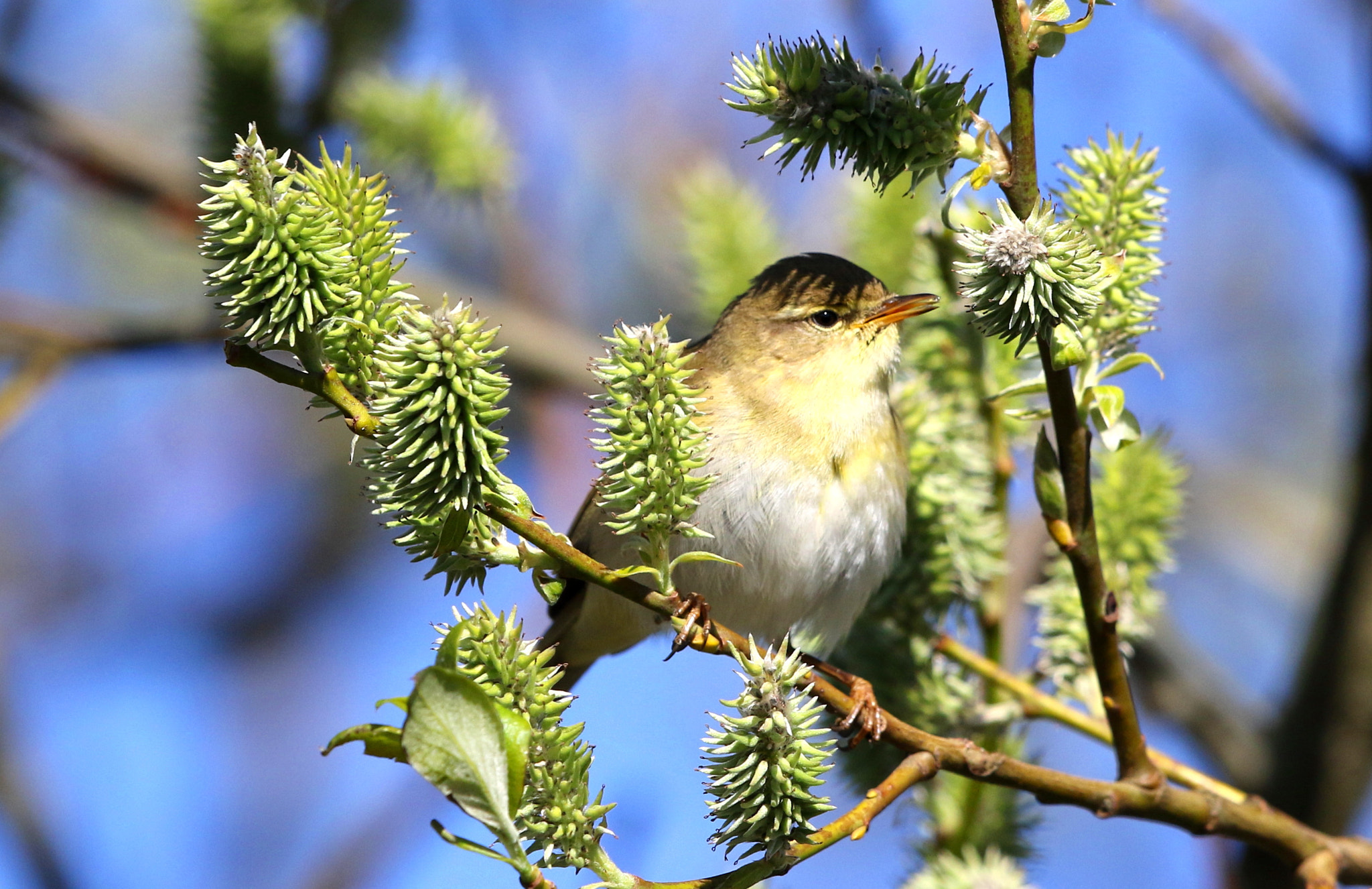 Canon EF 500mm F4L IS II USM sample photo. Willow warbler photography