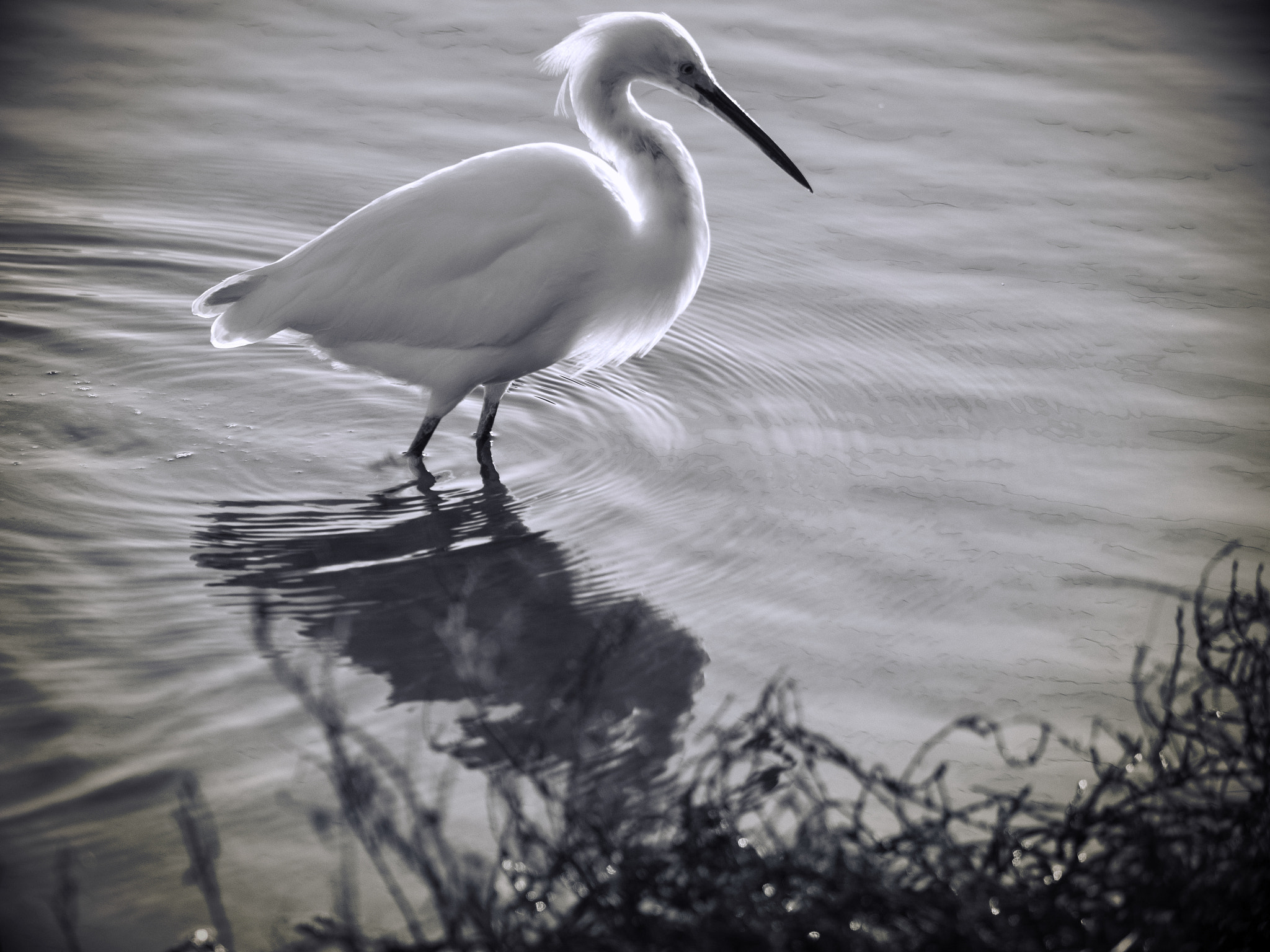Panasonic Lumix DMC-GH4 sample photo. Heron bw photography