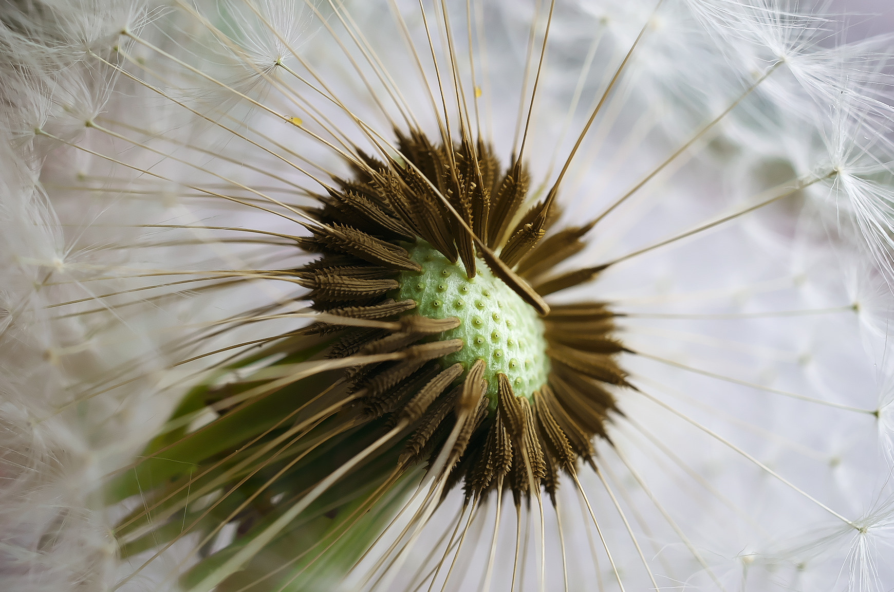 Pentax K-50 + HD Pentax DA 35mm F2.8 Macro Limited sample photo. Dandelion（蒲公英） photography