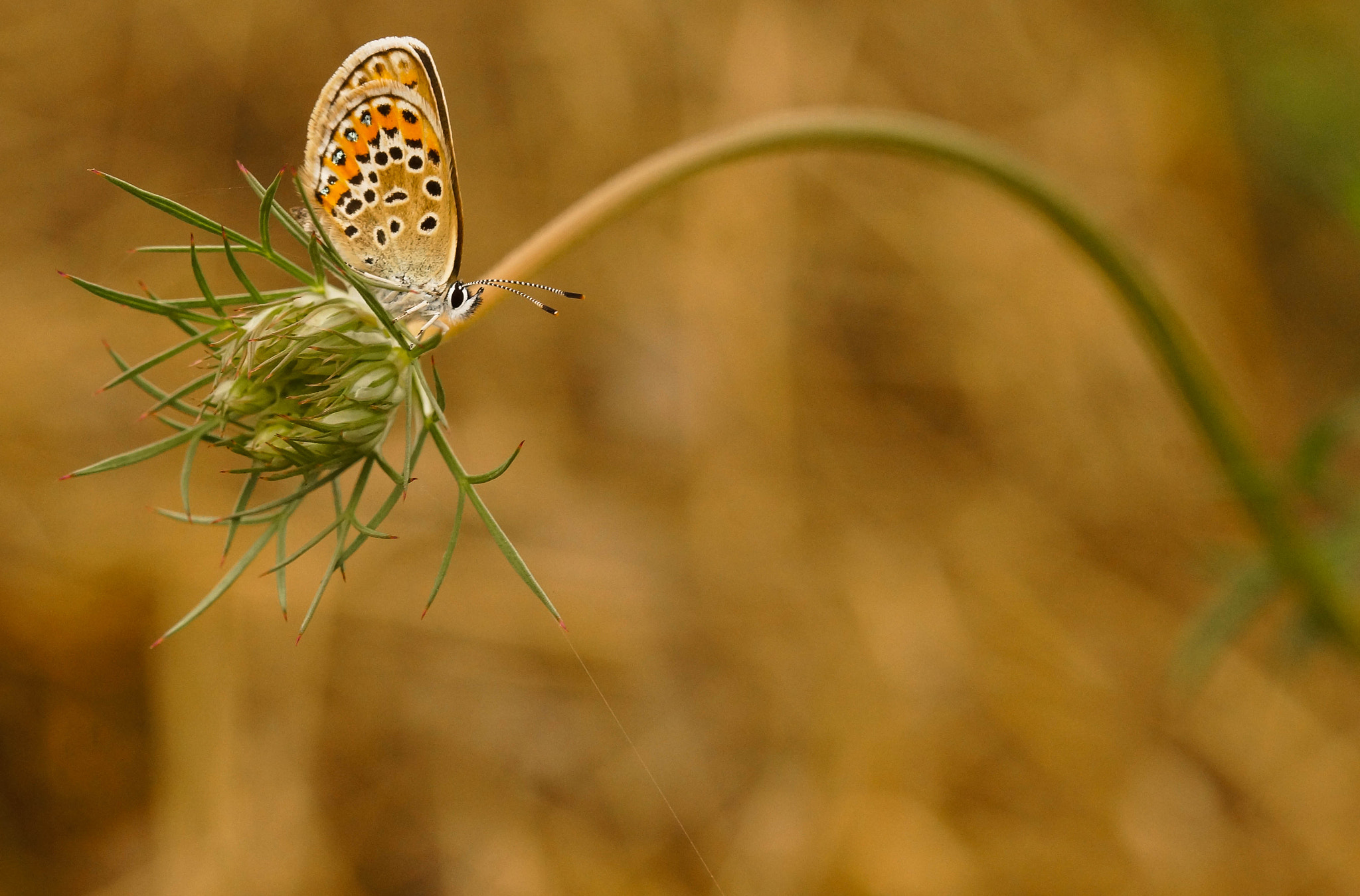 Sony SLT-A57 + 105mm F2.8 sample photo. Sur carotte photography