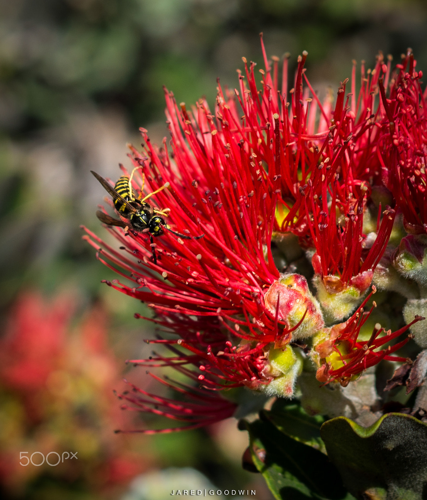 Nikon D7100 + Nikon AF Nikkor 35mm F2D sample photo. Pollination of an ohia photography