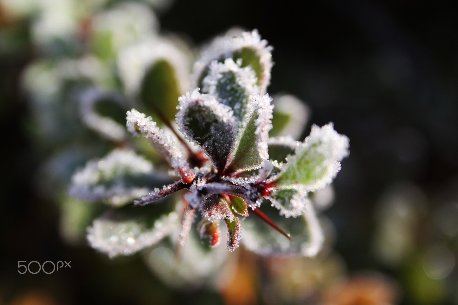 Canon EF-S 18-55mm F3.5-5.6 sample photo. Leaves in the frost photography