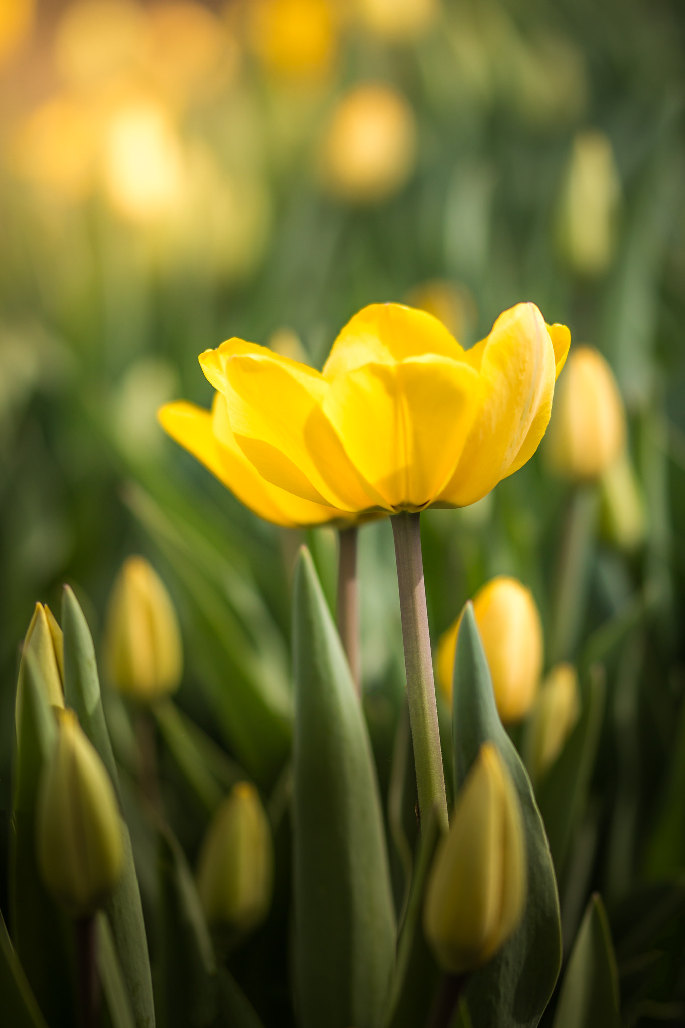 Sigma 105mm F2.8 EX DG OS HSM sample photo. Tulips in spring photography
