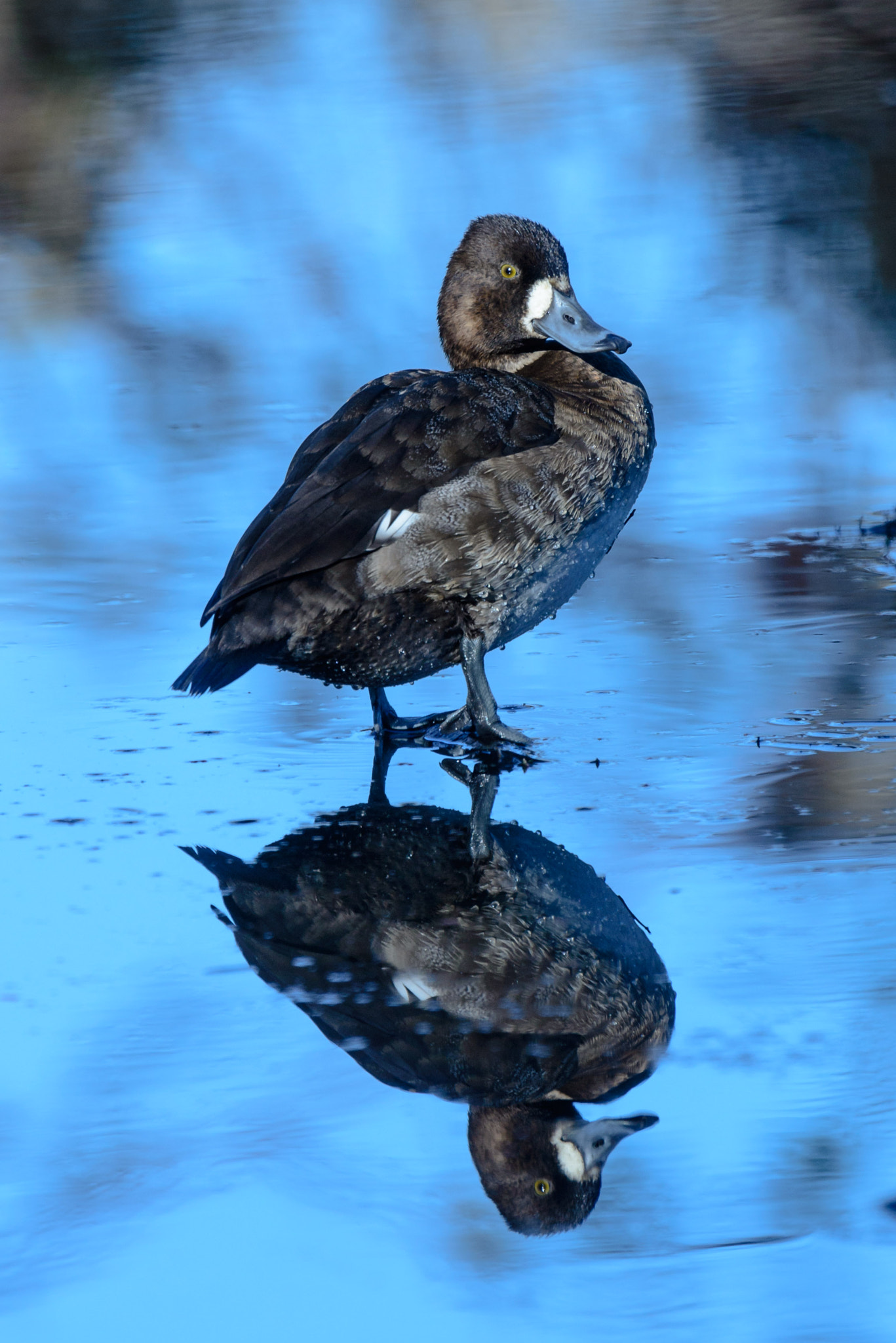 Nikon AF-S Nikkor 400mm F2.8G ED VR II sample photo. Rest photography