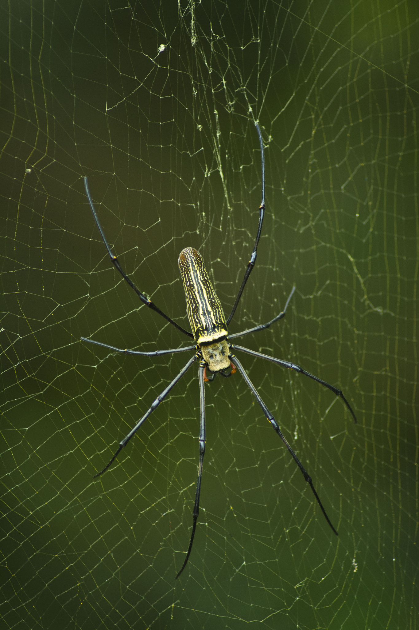 Nikon D5200 + AF Nikkor 24mm f/2.8 sample photo. Spider photography